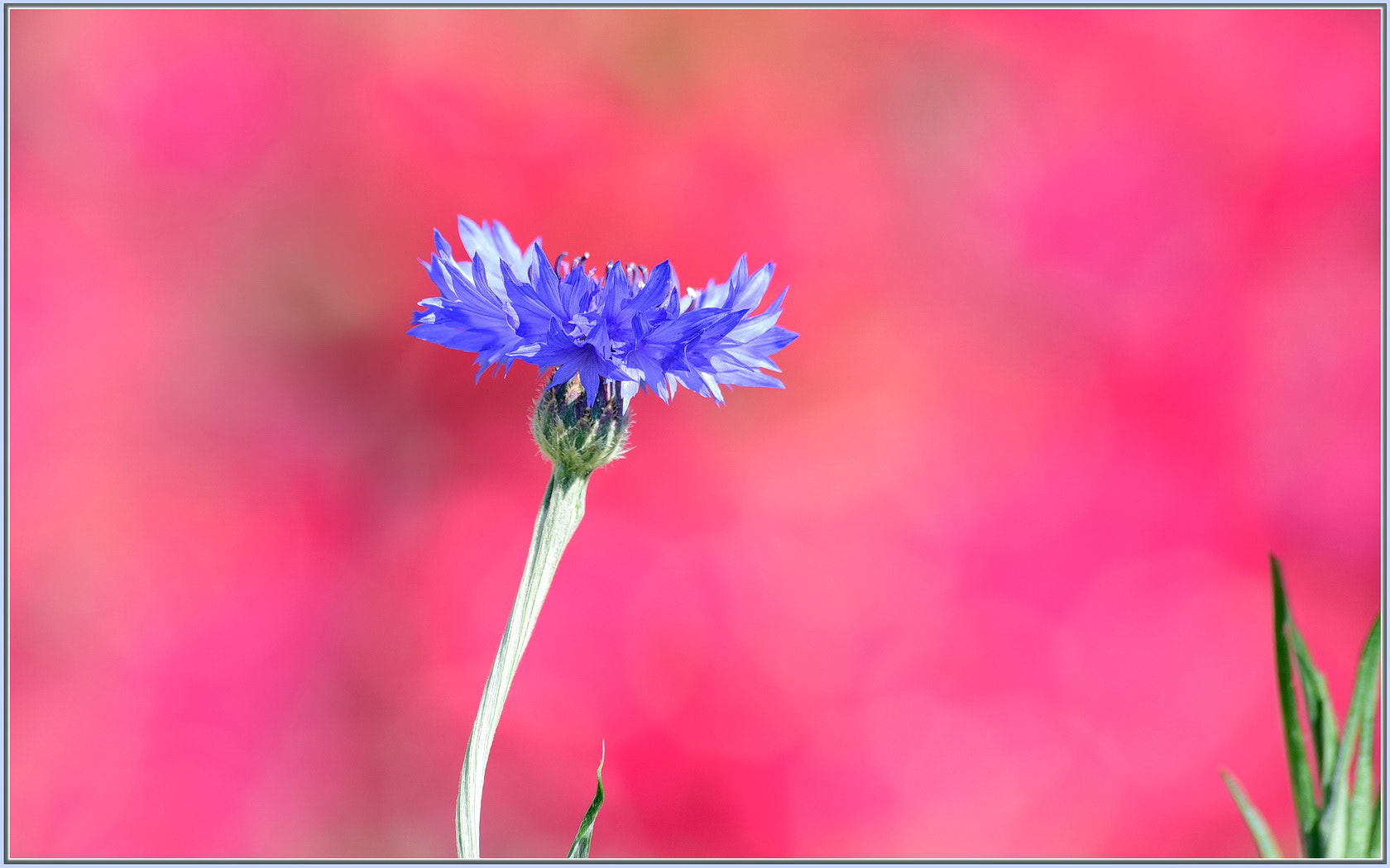 Sigma 70-300mm F4-5.6 APO Macro Super II sample photo. Bougainvillea background photography