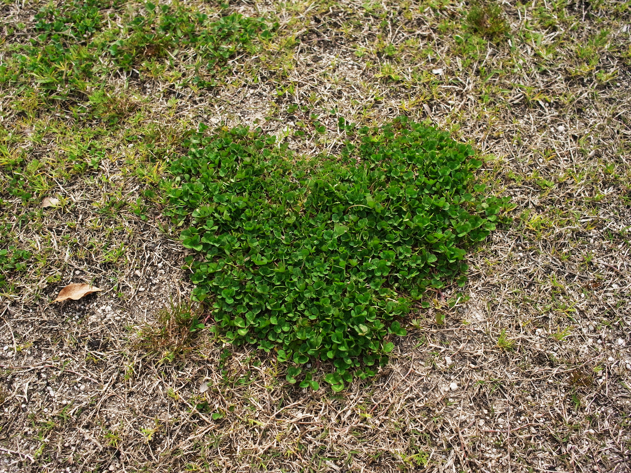 GR LENS A12 28mm F2.5 sample photo. Heart clover photography