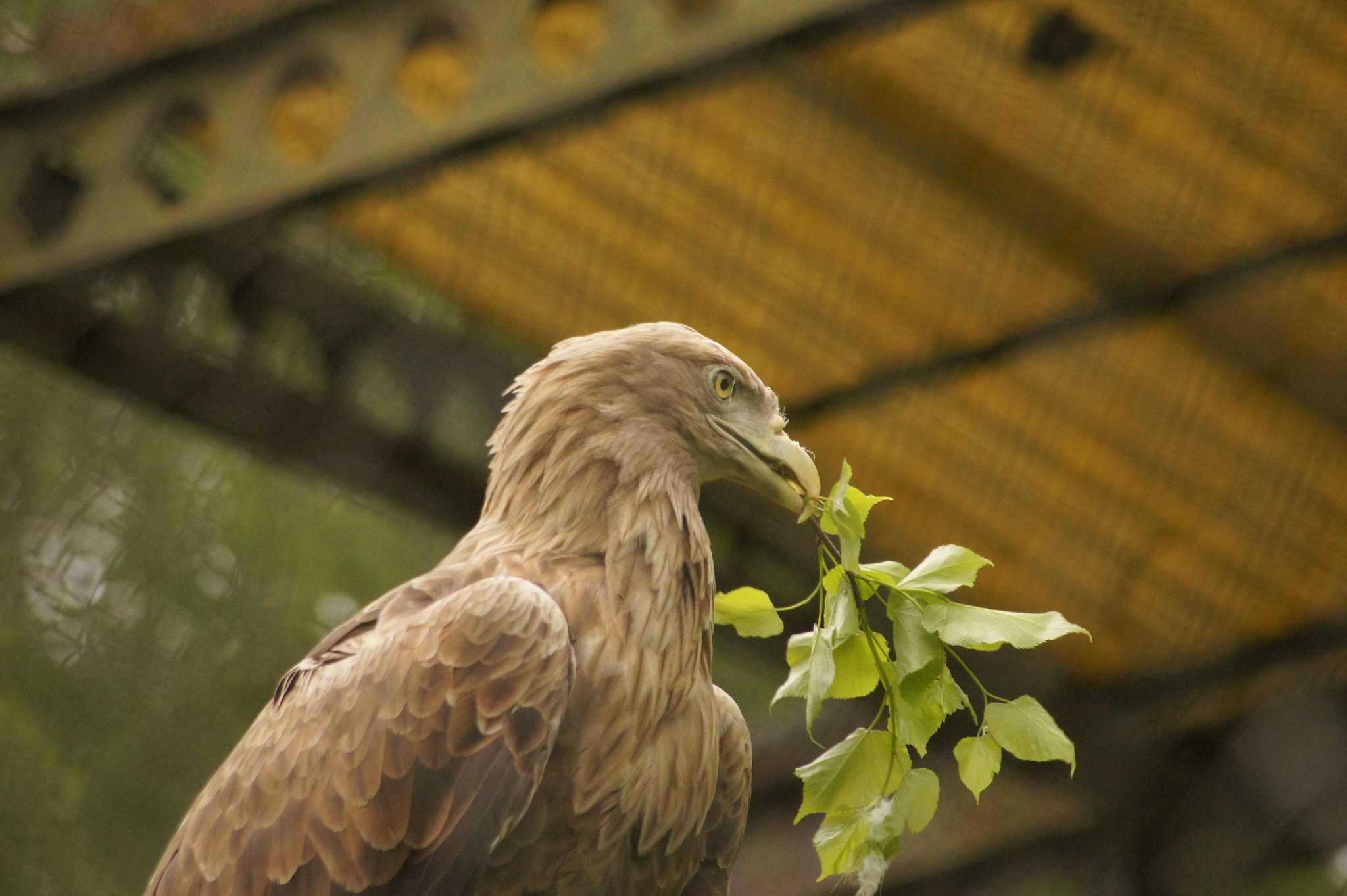 Sony DT 55-200mm F4-5.6 SAM sample photo. I will find you and i will eat you photography
