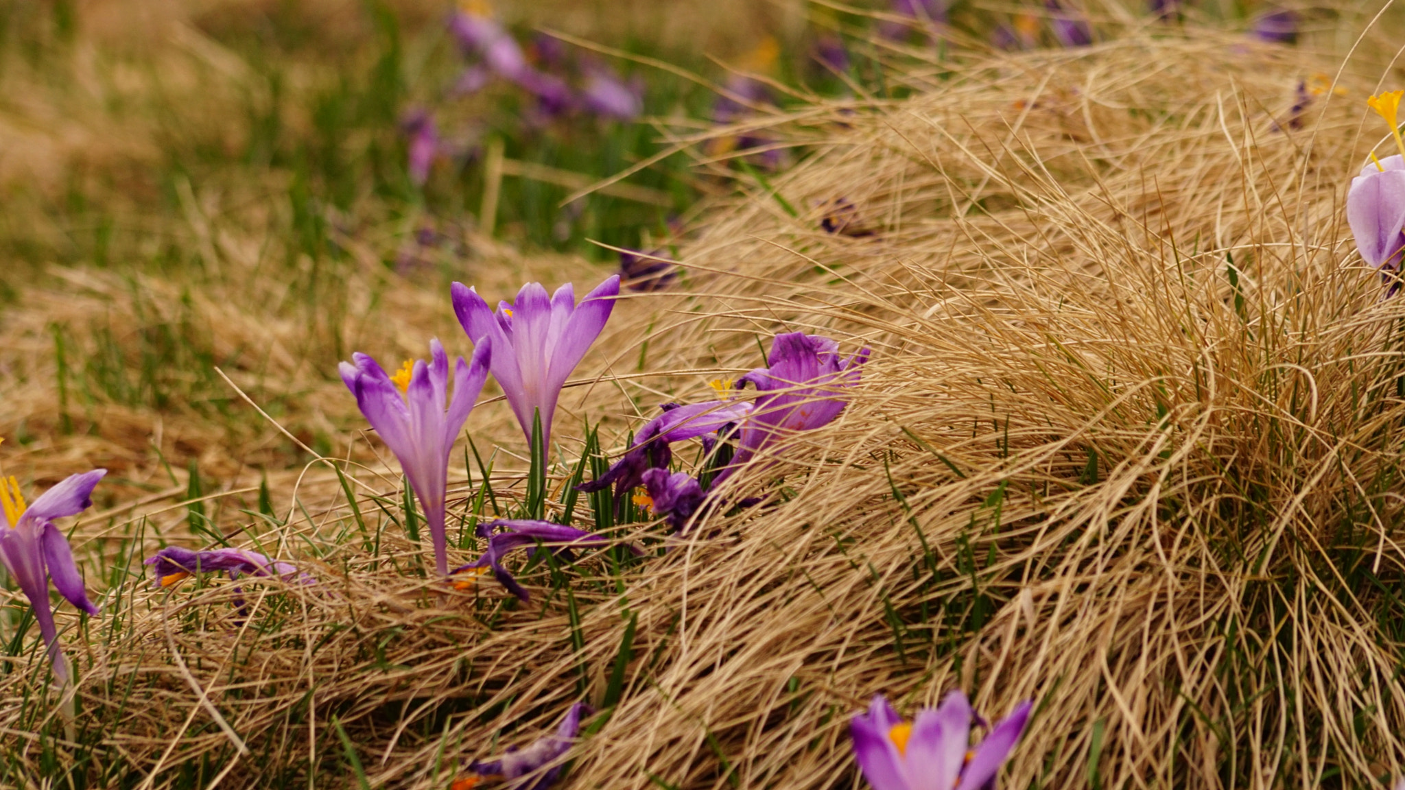 Sony ILCA-77M2 + Sony DT 55-200mm F4-5.6 SAM sample photo. Crocuses in hay photography