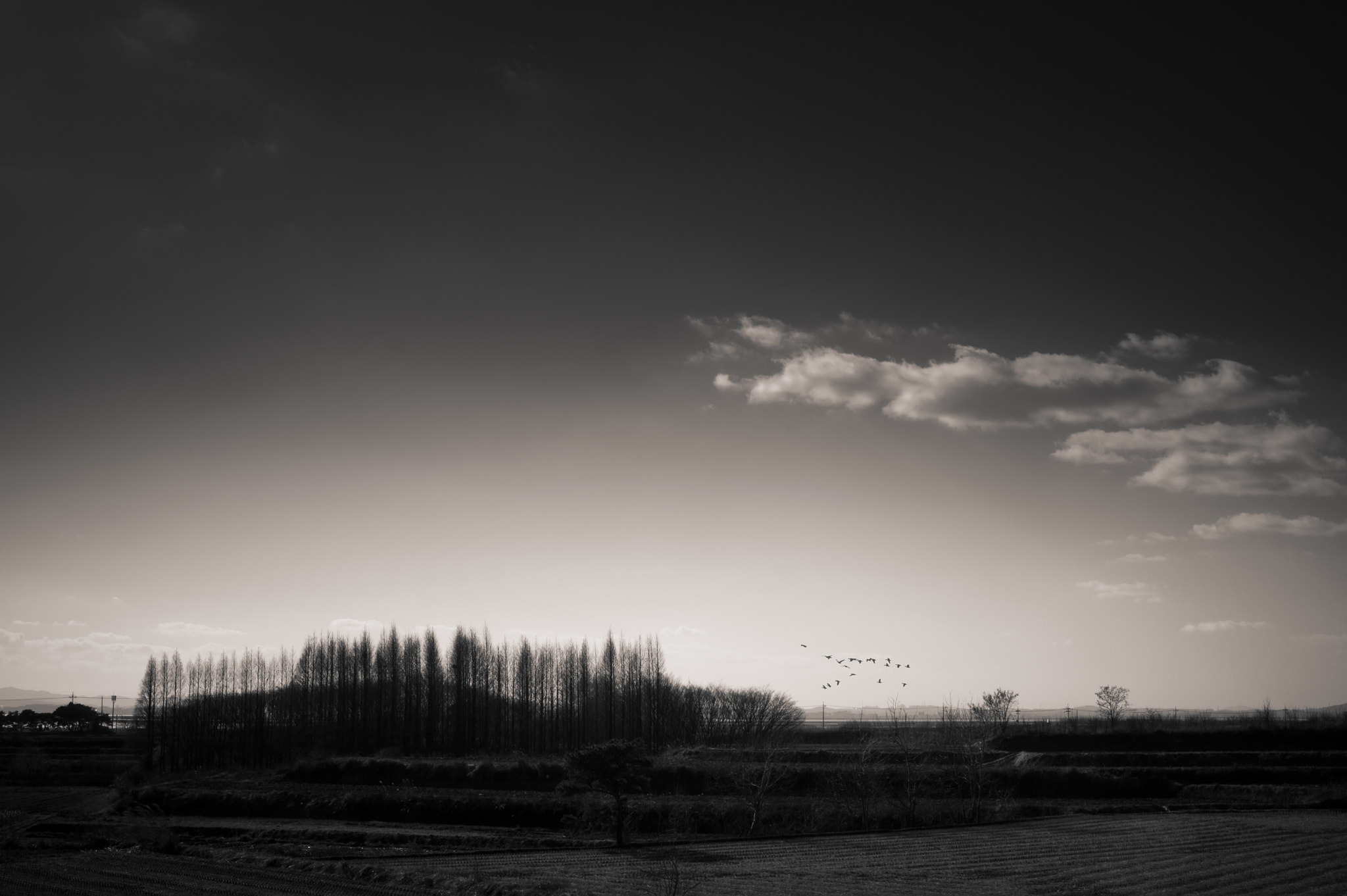 Pentax smc FA 31mm F1.8 AL Limited sample photo. Asan photography