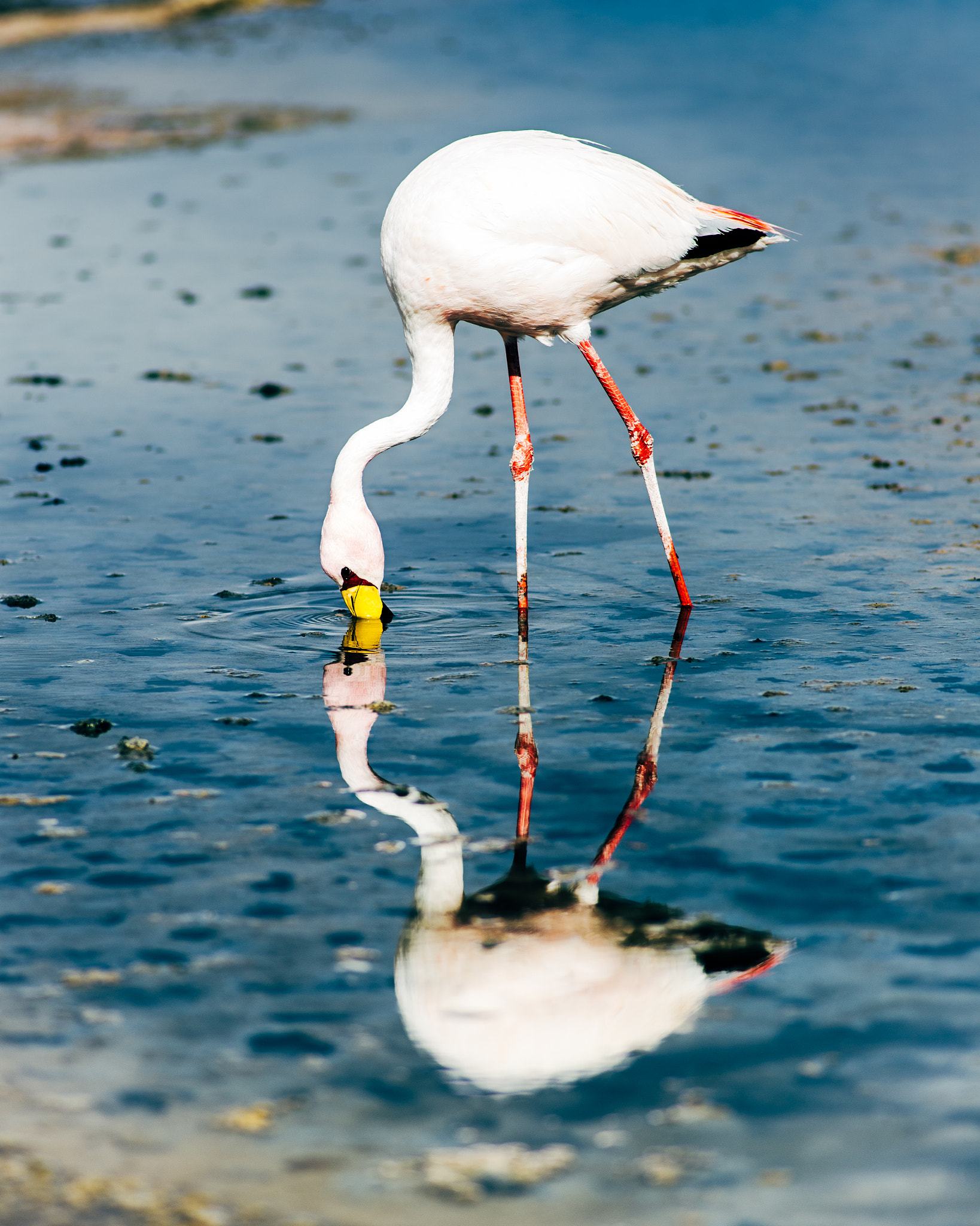 Nikon D600 + AF Nikkor 180mm f/2.8 IF-ED sample photo. Flamingo photography