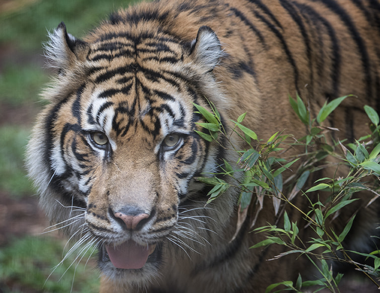 Nikon AF-S Nikkor 200-400mm F4G ED-IF VR sample photo. Tiger photography