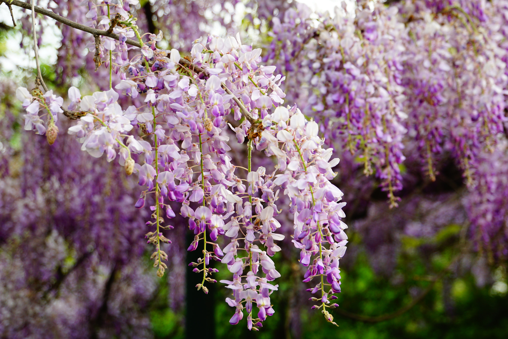 Sony FE 28-70mm F3.5-5.6 OSS sample photo. 紫藤花 photography
