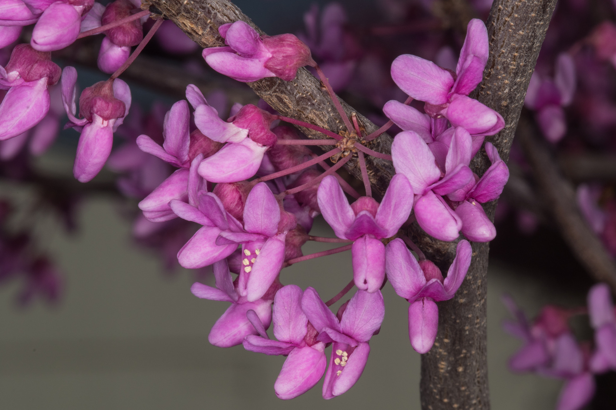Sigma 105mm F2.8 EX DG Macro sample photo. Eastern redbud blossoms photography