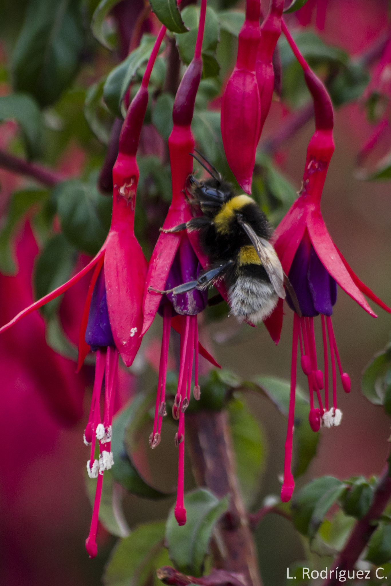 smc PENTAX-DA L 55-300mm F4-5.8 ED sample photo. Abejorro común - bombus terrestris photography