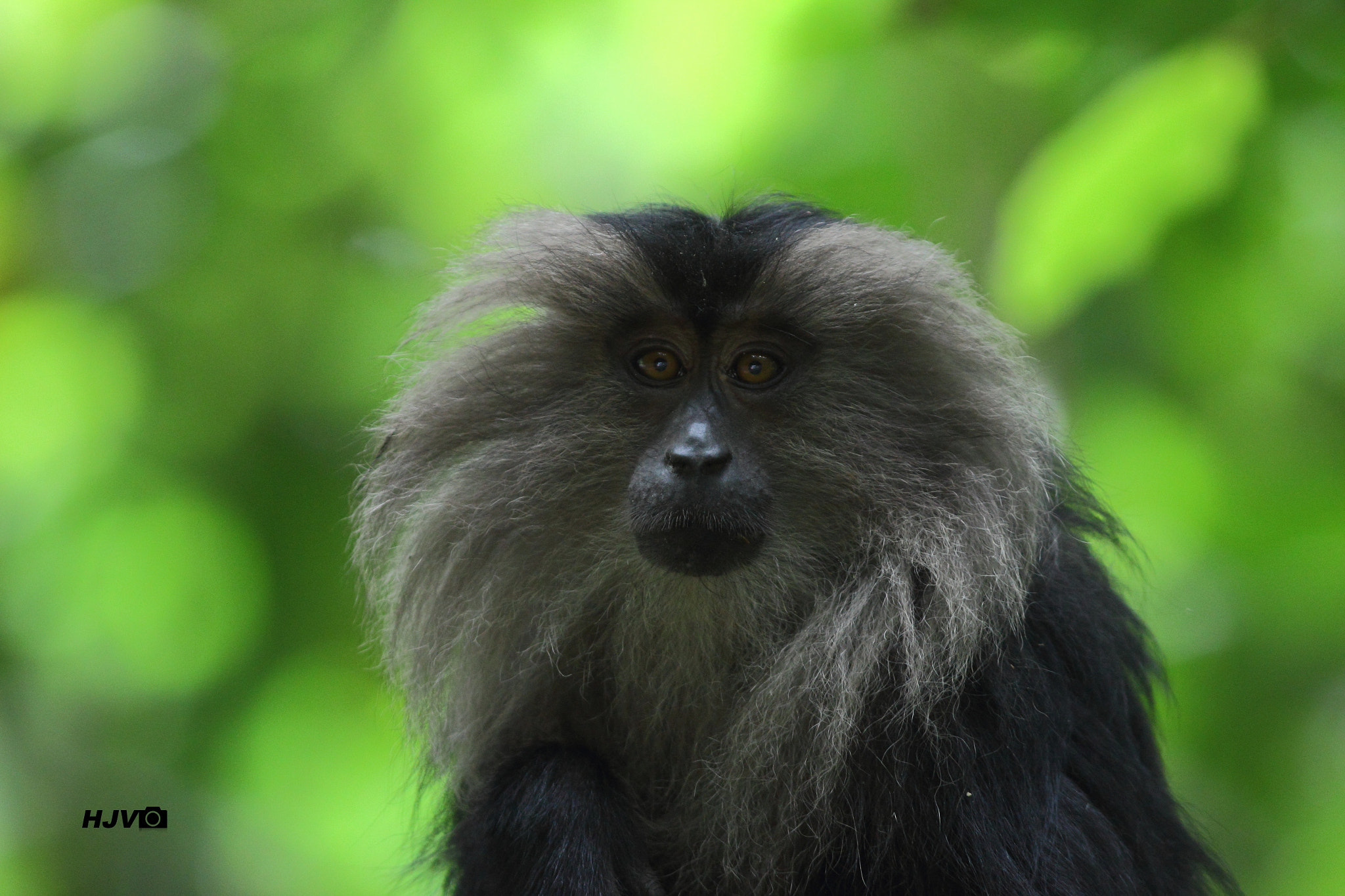 Canon EF 300mm F4L IS USM sample photo. Lion-tailed macaque / macaca silenus photography