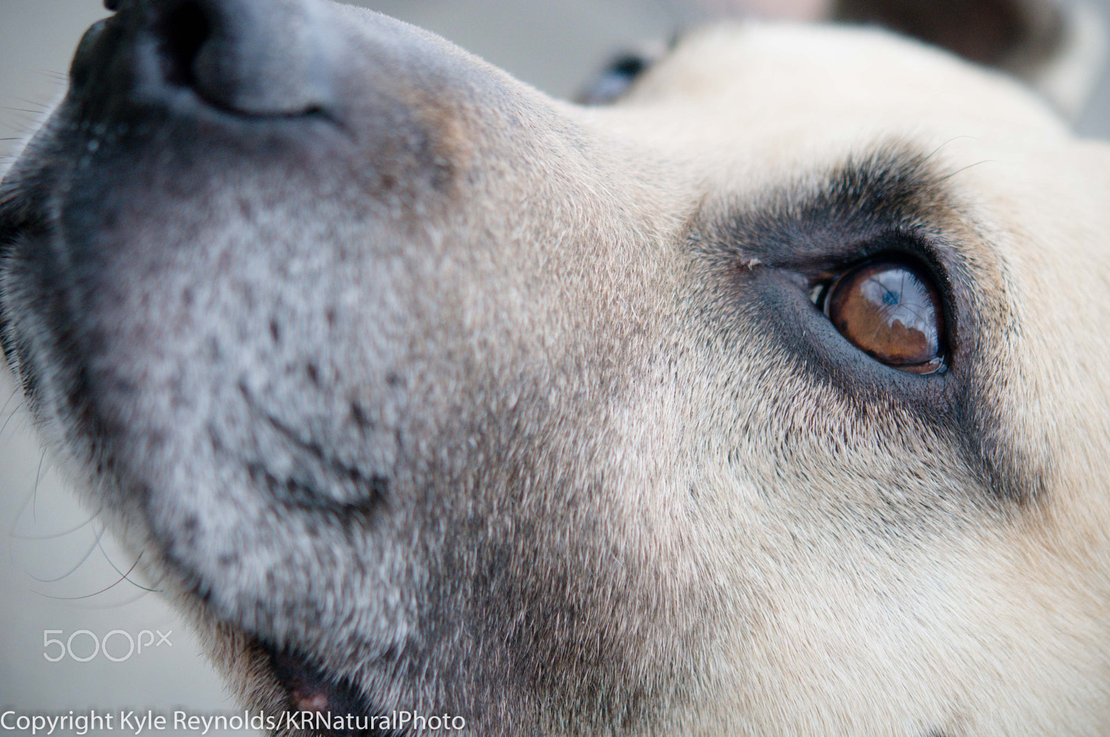 Nikon AF-S Micro-Nikkor 60mm F2.8G ED sample photo. Bear photography