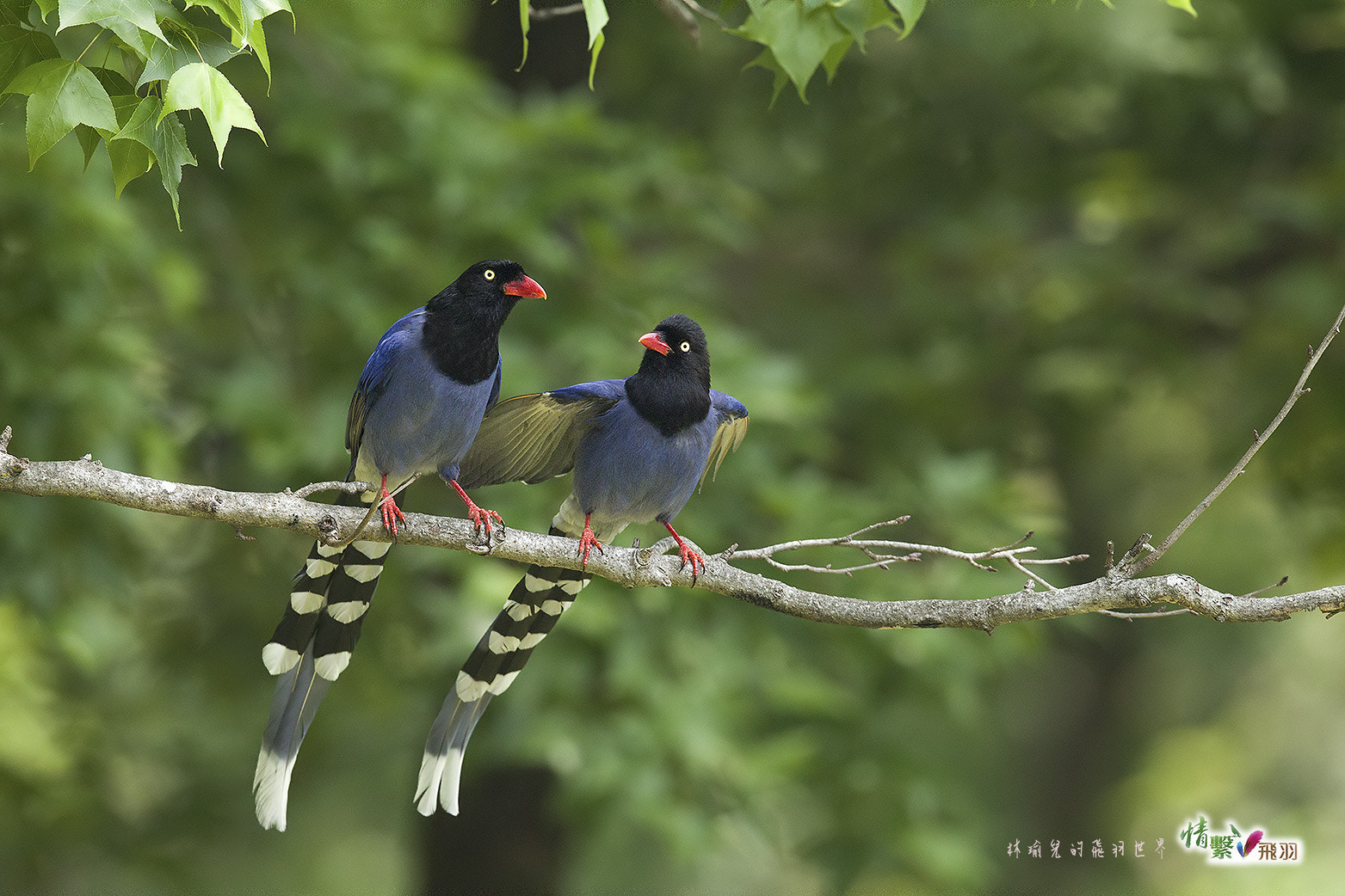 Canon EF 600mm F4L IS II USM sample photo. Ib3c6575-3.jpg photography