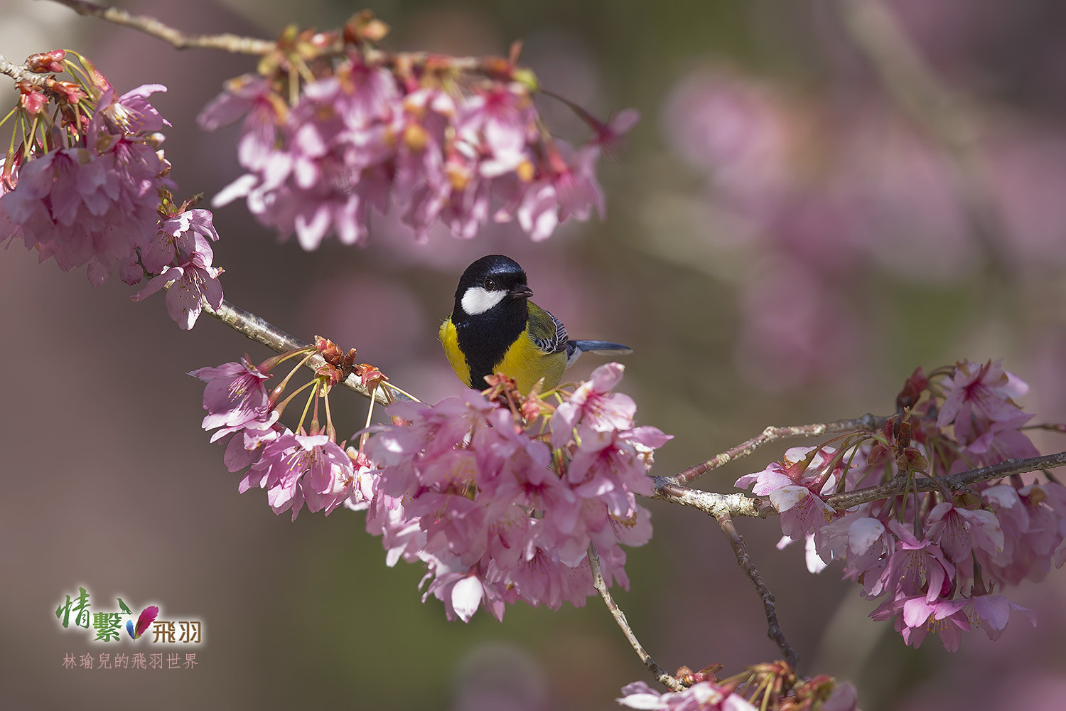 Canon EF 600mm F4L IS II USM sample photo. Ib3c0032-3.jpg photography