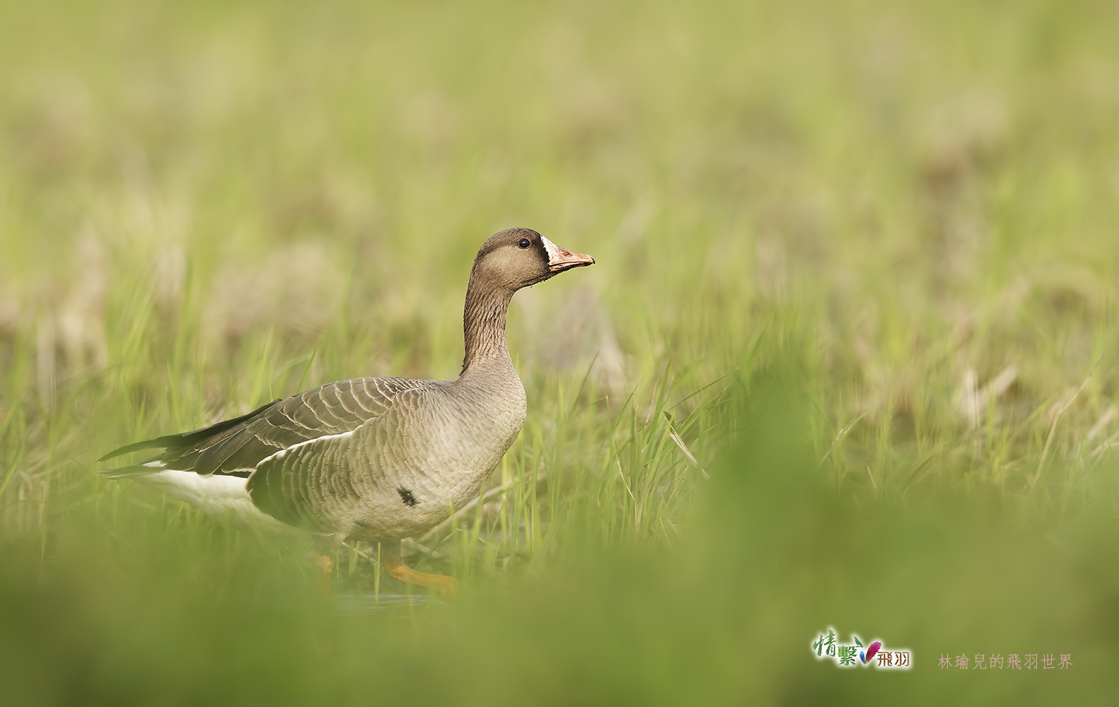 Canon EF 600mm F4L IS II USM sample photo. Ib3c5466-3.jpg photography