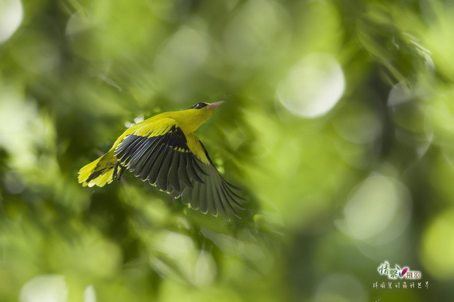Canon EF 600mm F4L IS II USM sample photo. Ib3c7249-3.jpg photography