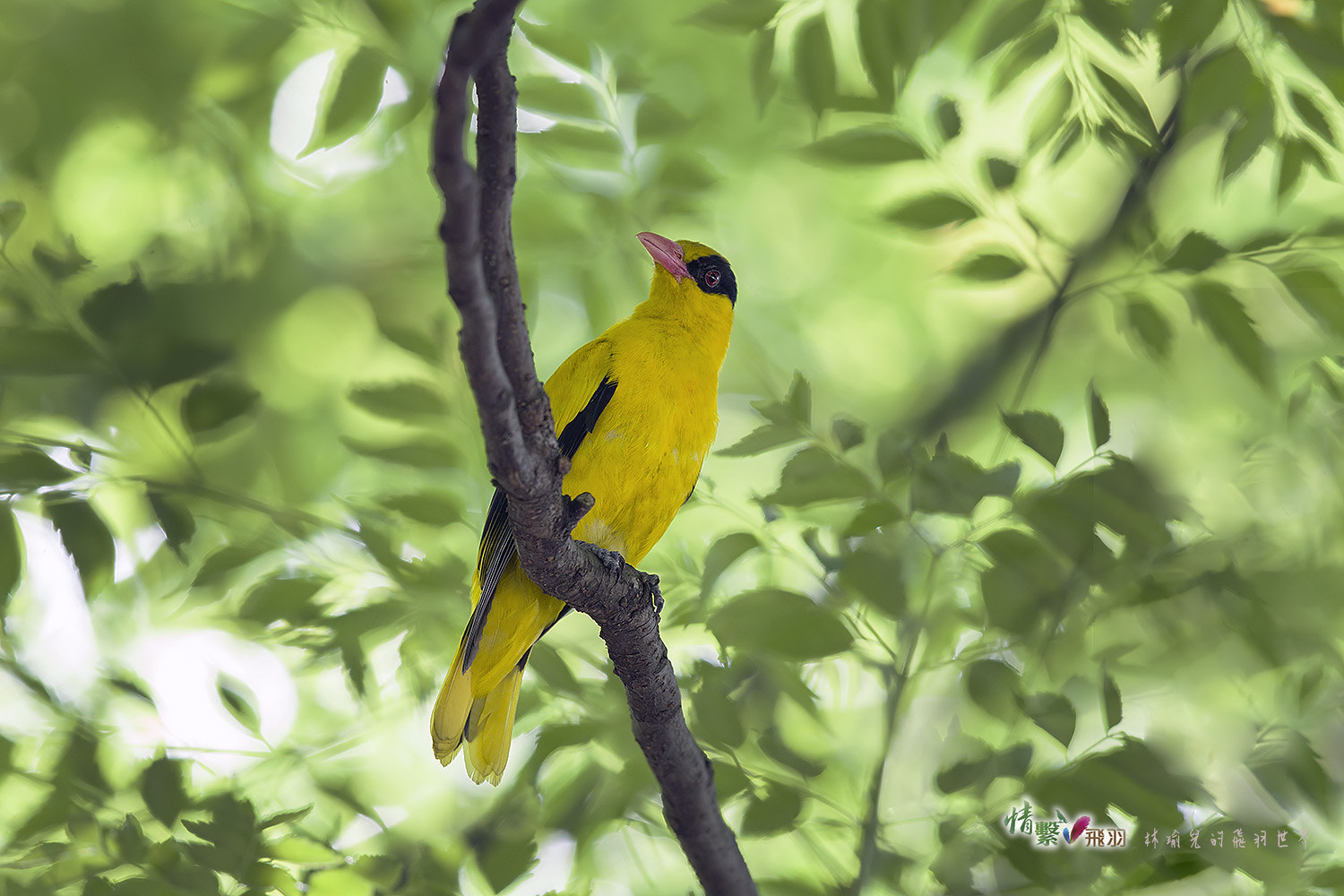 Canon EF 600mm F4L IS II USM sample photo. Ib3c7250-3.jpg photography