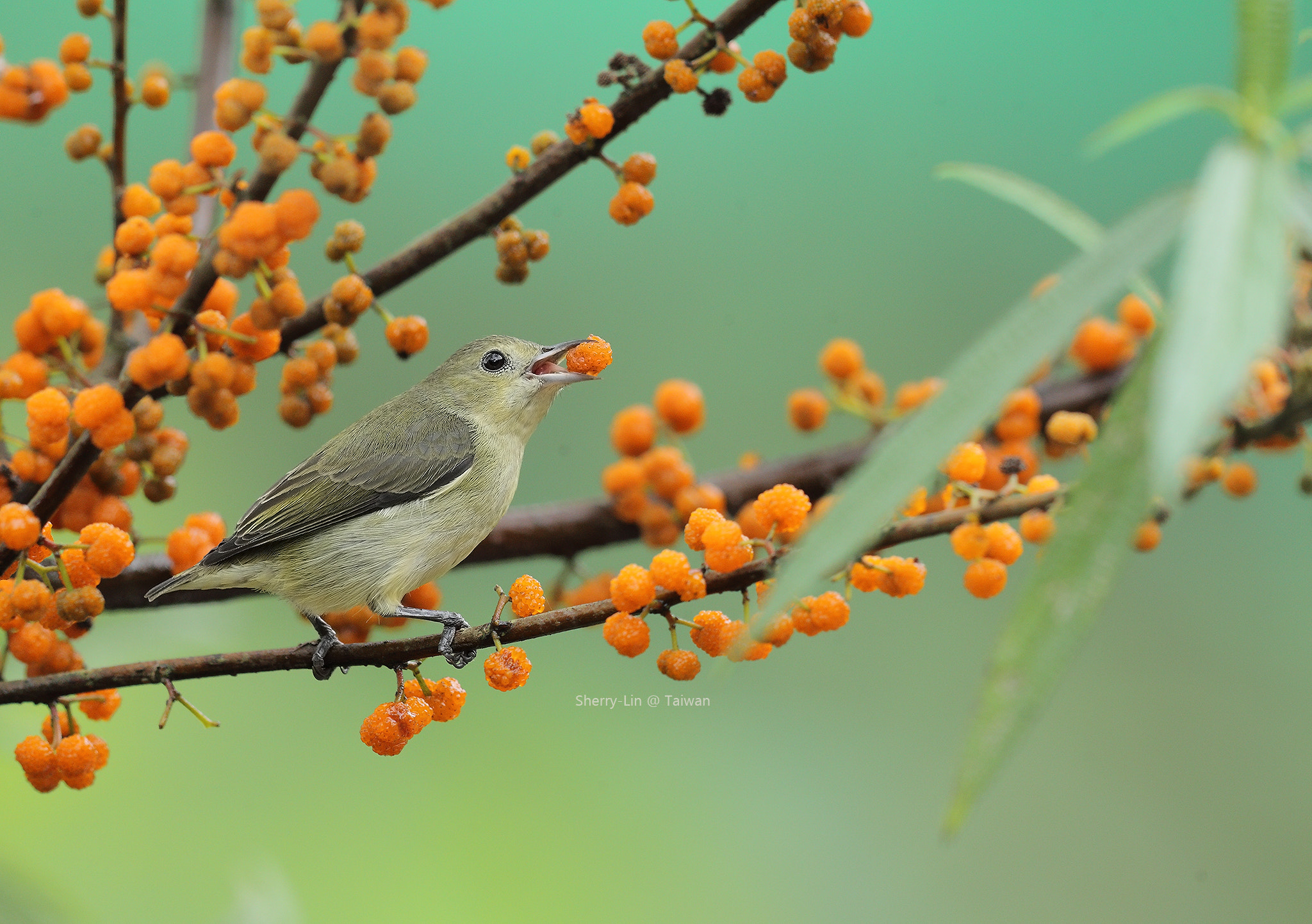 Canon EF 600mm F4L IS II USM sample photo. Ib3c7423-3.jpg photography