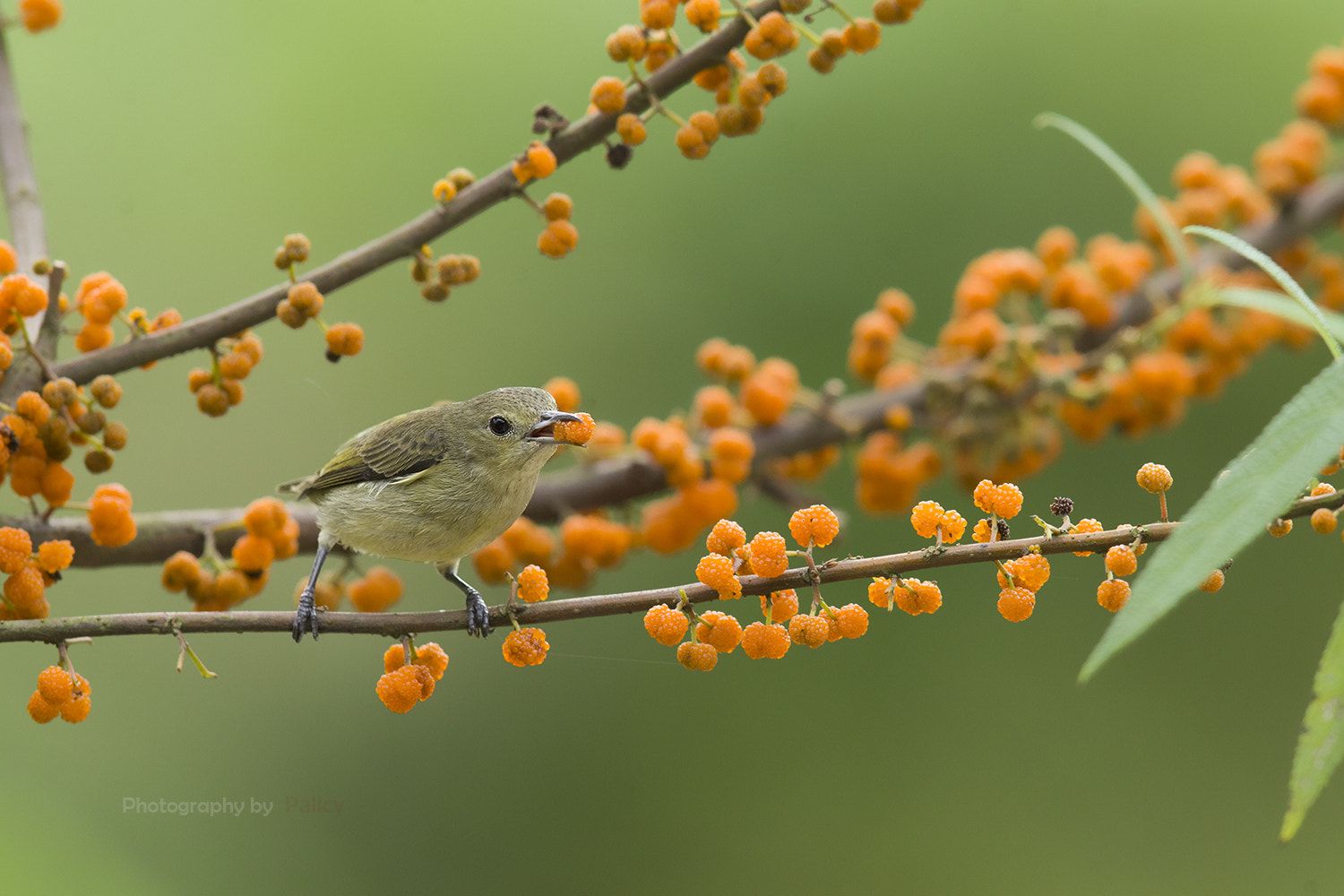 Canon EF 600mm F4L IS II USM sample photo. Ib3c7975-3.jpg photography