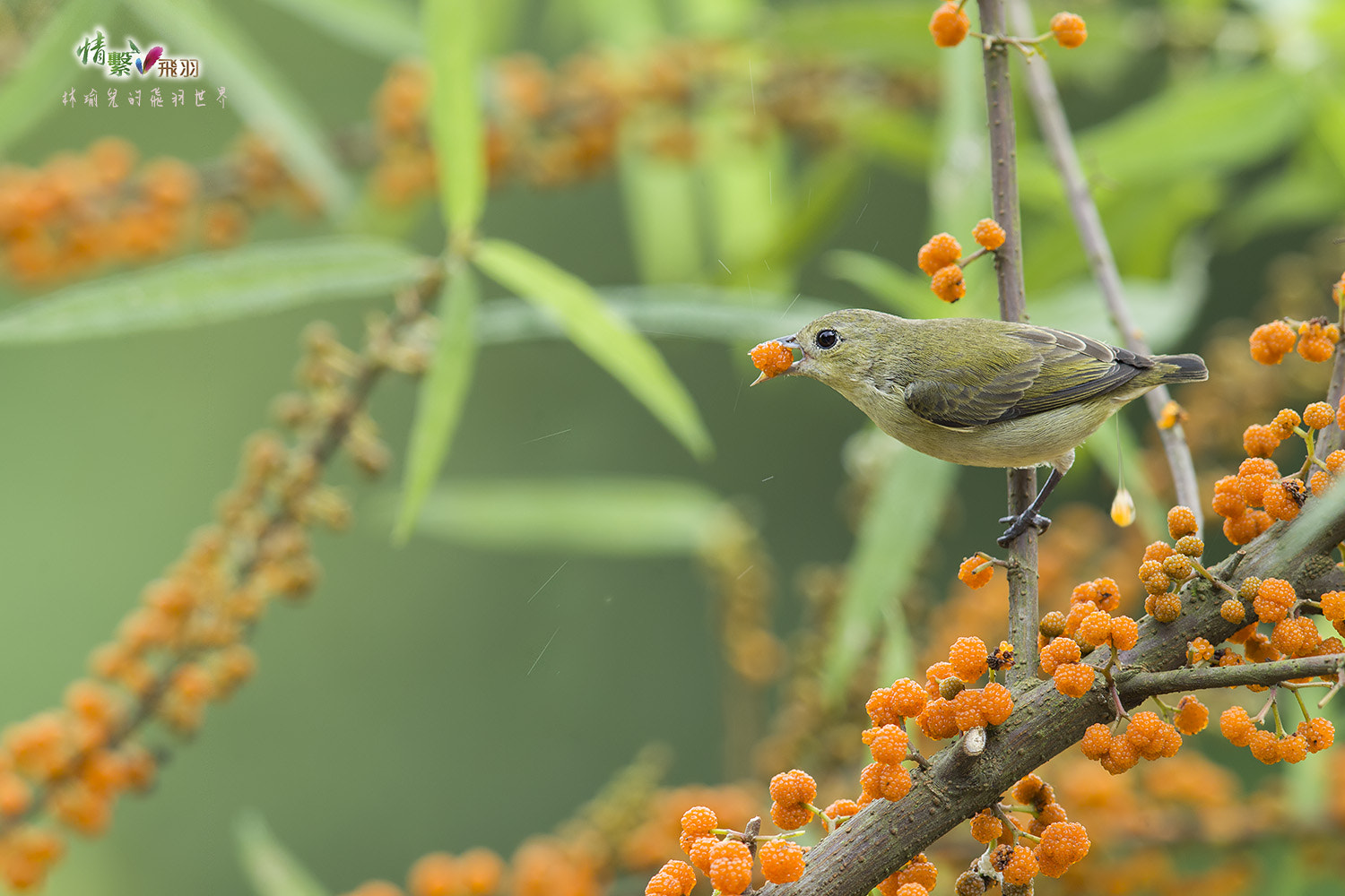 Canon EF 600mm F4L IS II USM sample photo. Ib3c8344-3.jpg photography