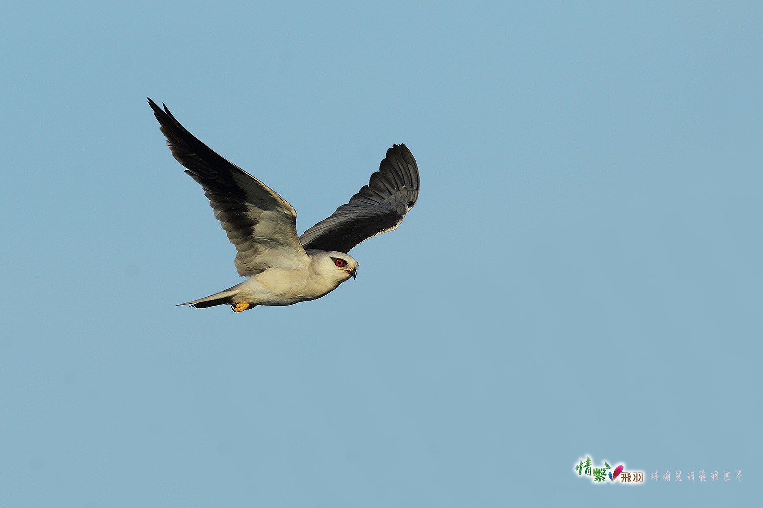 Canon EF 600mm F4L IS II USM sample photo. Ib3c9005-3.jpg photography