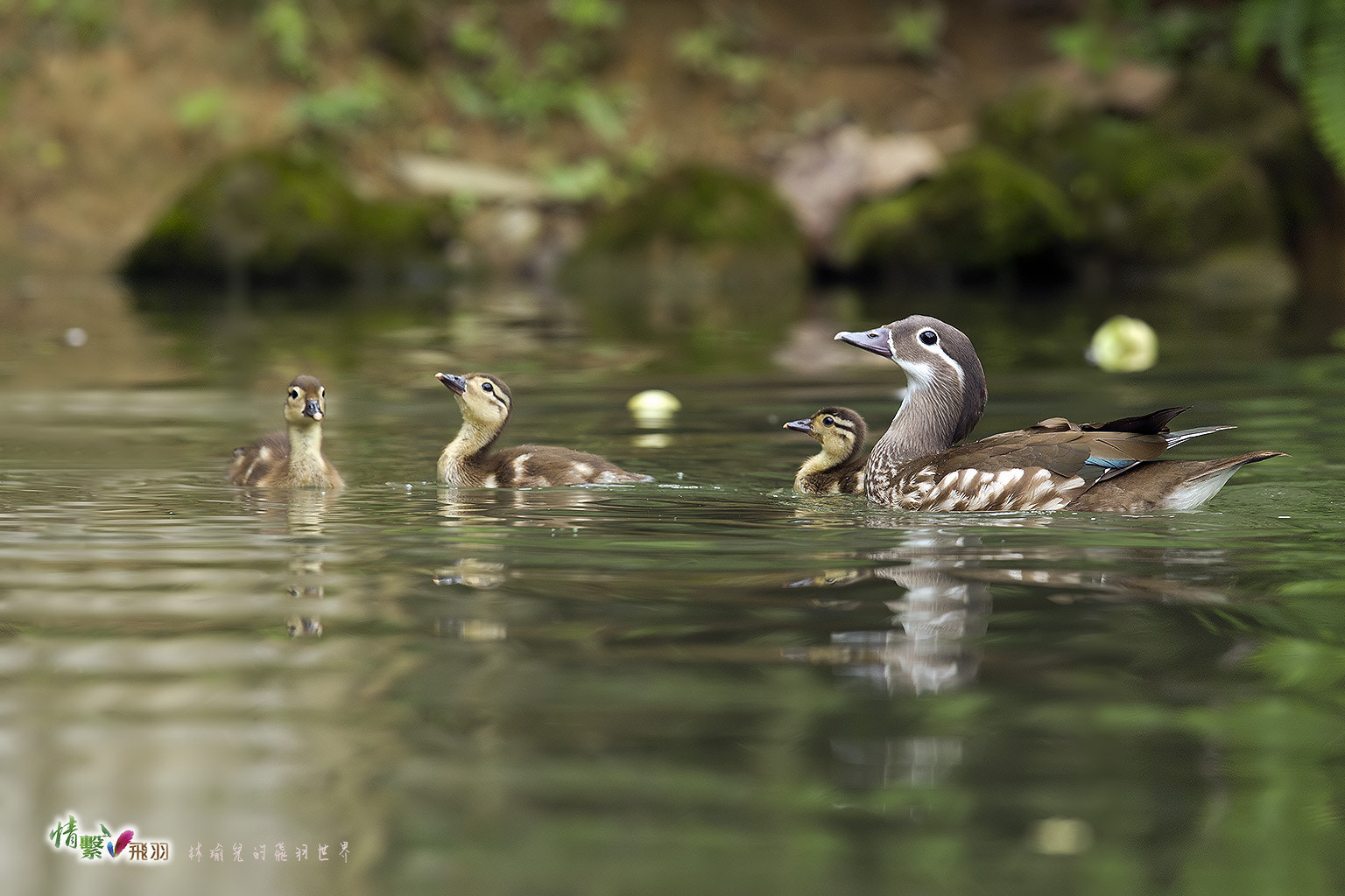 Canon EF 600mm F4L IS II USM sample photo. Ib3c9394-3.jpg photography