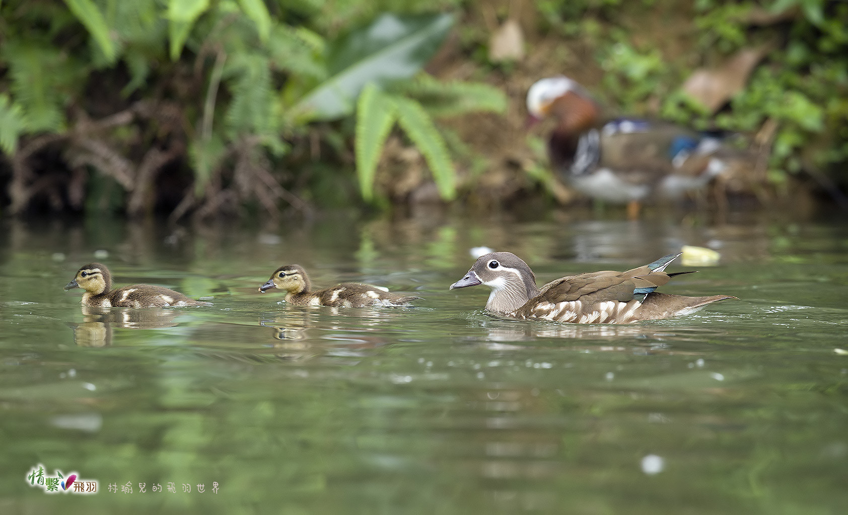 Canon EF 600mm F4L IS II USM sample photo. Ib3c9409-3.jpg photography