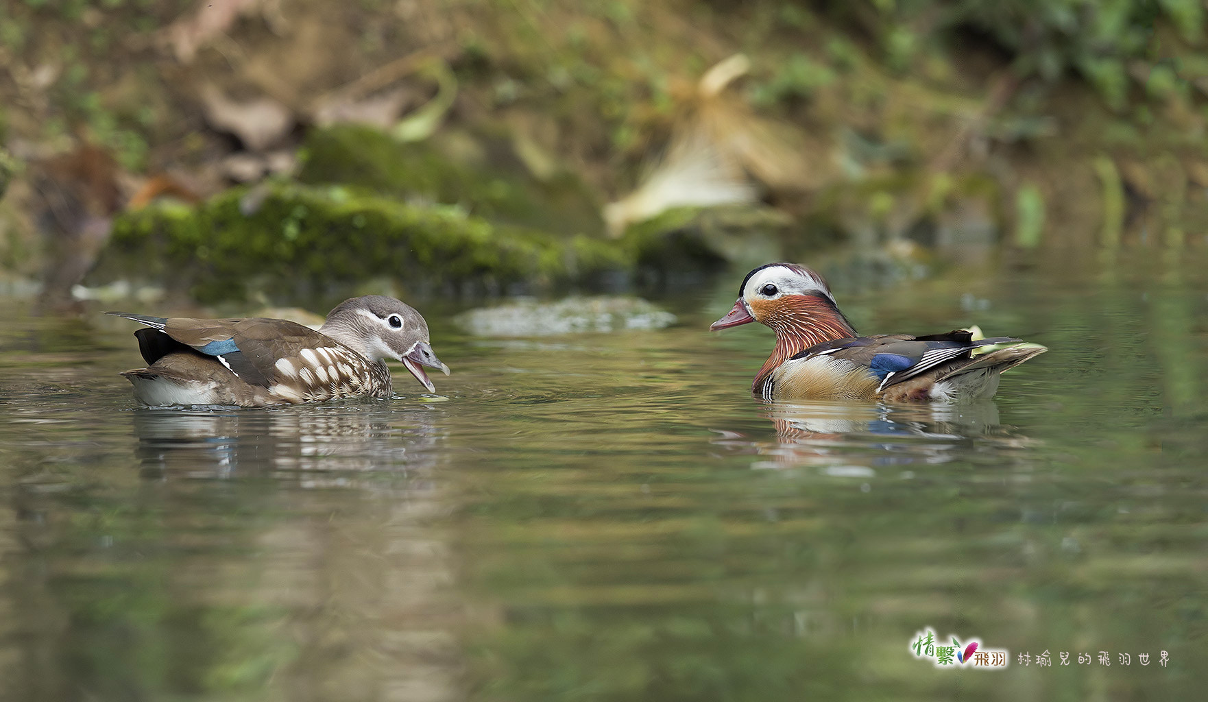 Canon EF 600mm F4L IS II USM sample photo. Ib3c9483-3.jpg photography
