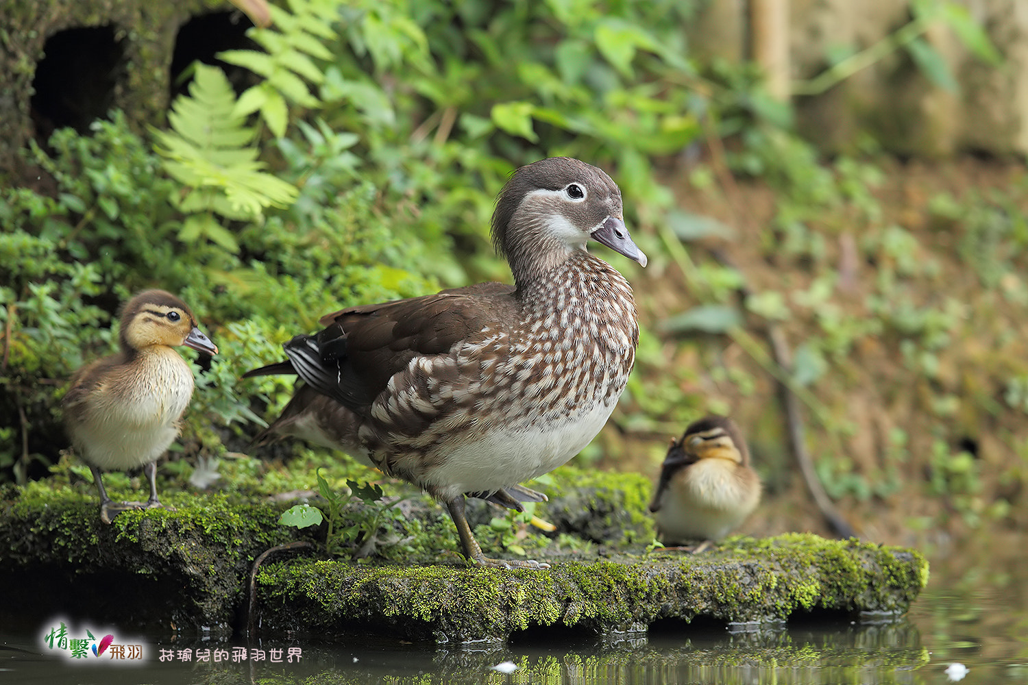 Canon EF 600mm F4L IS II USM sample photo. Ib3c9902-3.jpg photography
