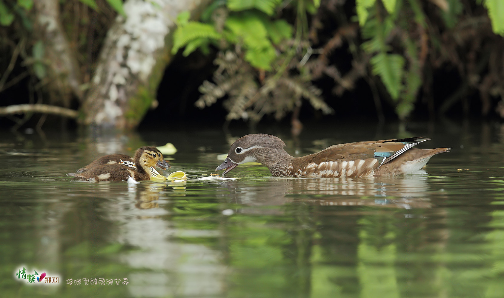 Canon EF 600mm F4L IS II USM sample photo. Ib3c9747-3.jpg photography