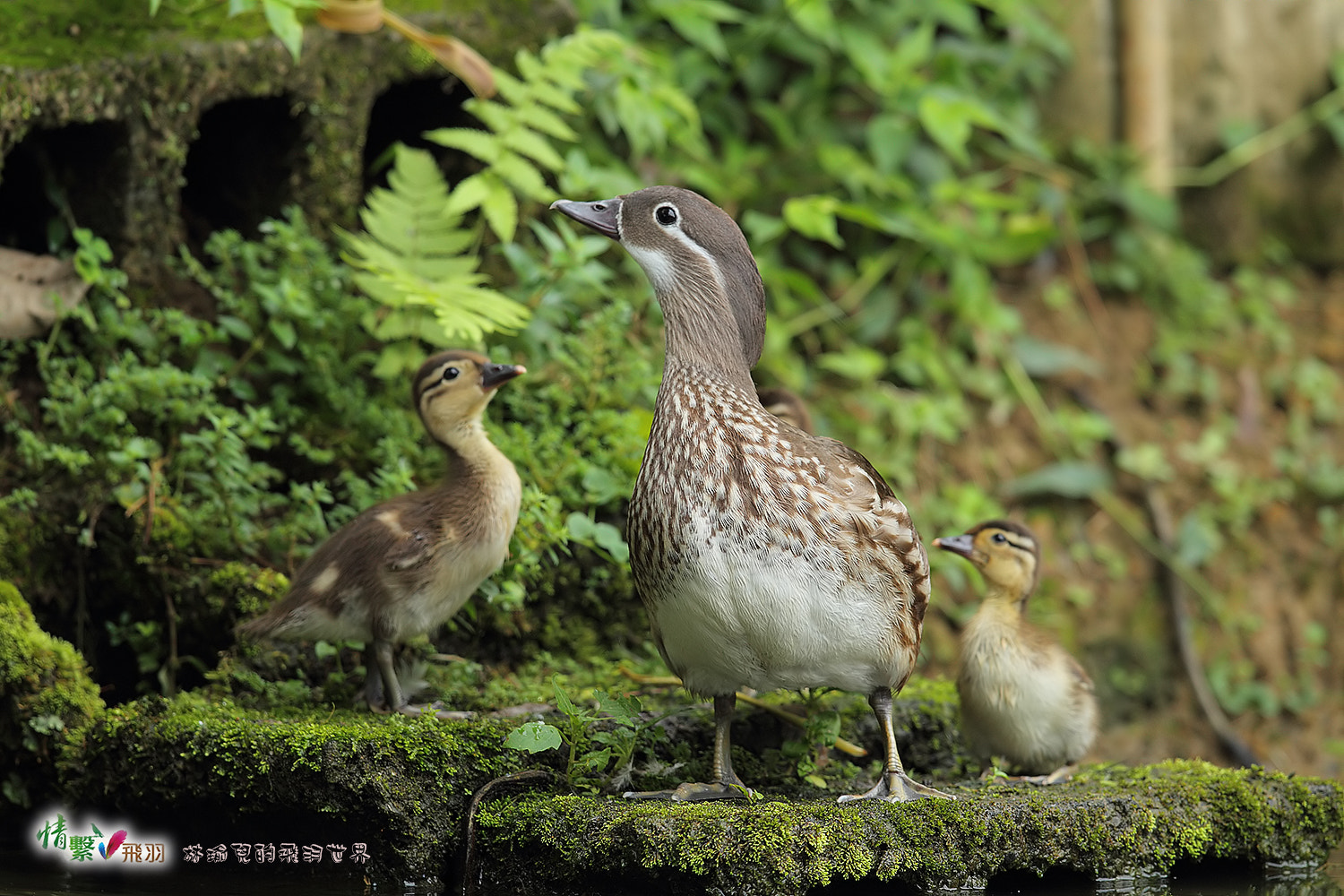 Canon EF 600mm F4L IS II USM sample photo. Ib3c9925-3.jpg photography