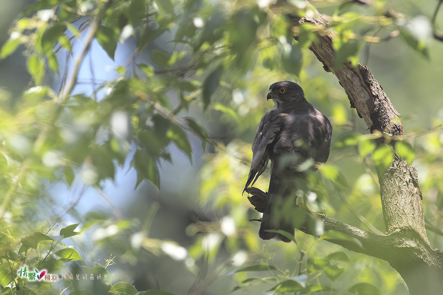 Canon EF 600mm F4L IS II USM sample photo. Ib3c0835-3.jpg photography