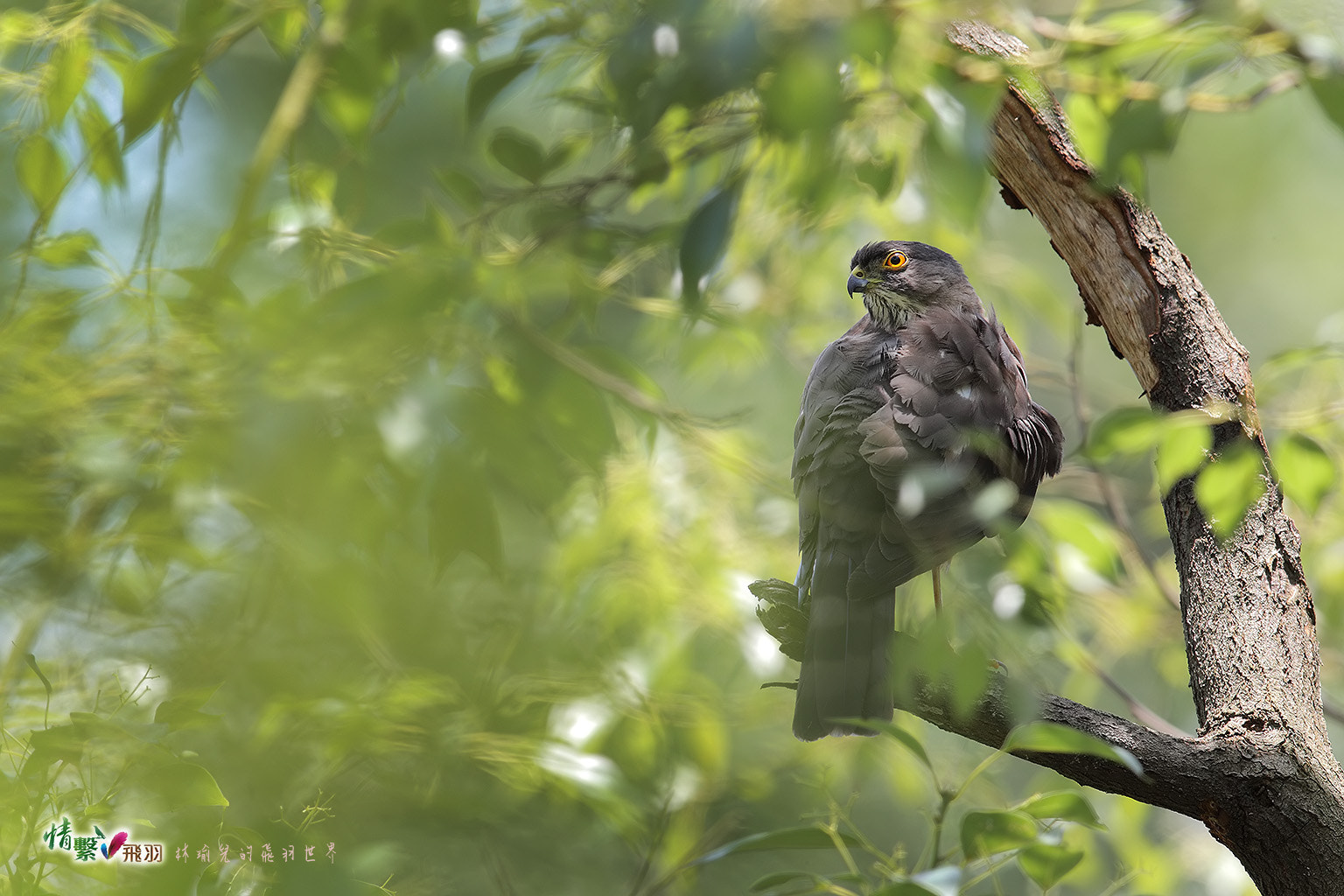 Canon EF 600mm F4L IS II USM sample photo. Ib3c0949-3.jpg photography