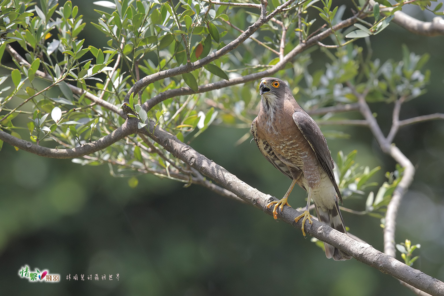 Canon EF 600mm F4L IS II USM sample photo. Ib3c1029-3.jpg photography