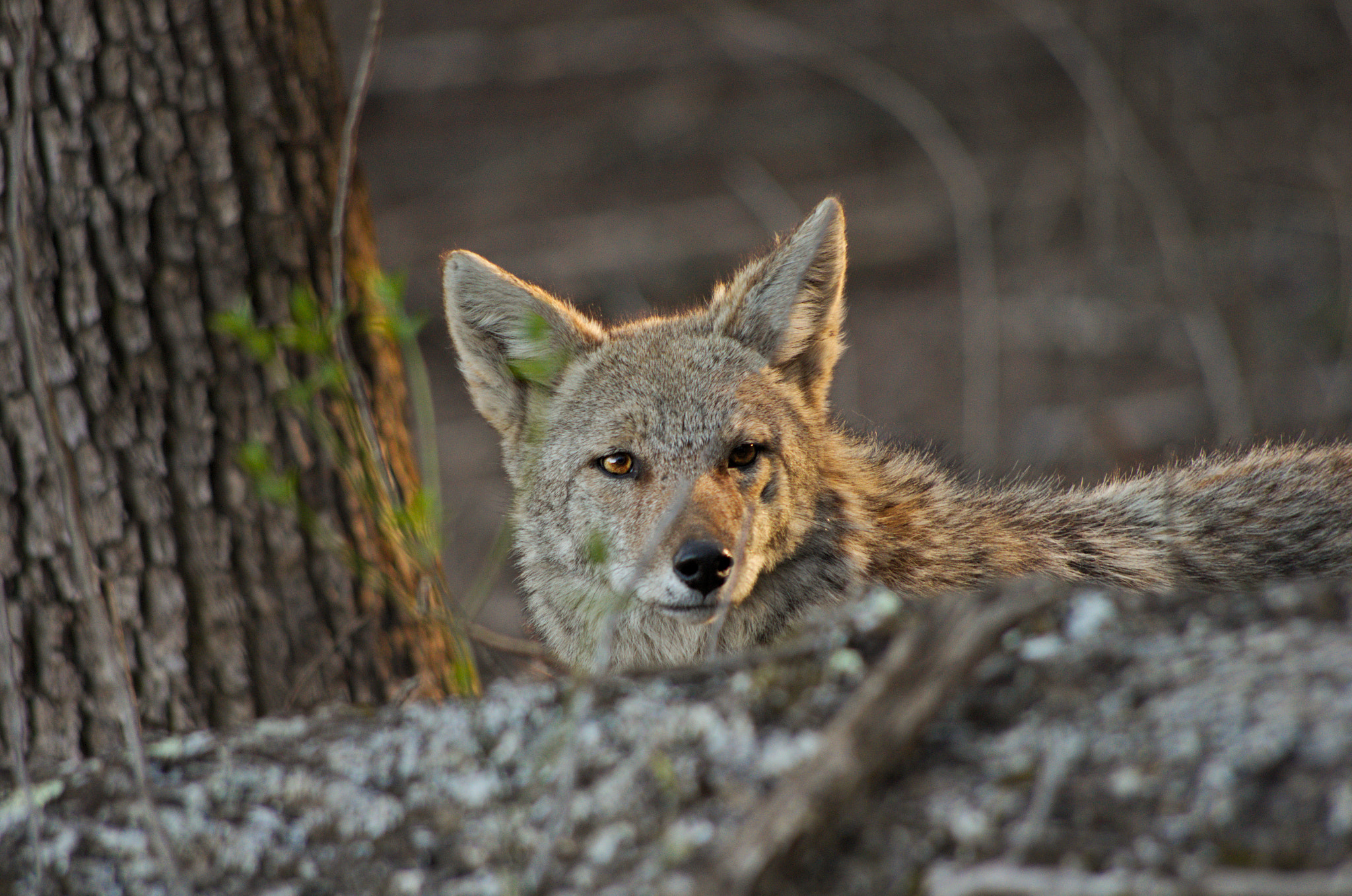 Pentax K-5 sample photo. Coyote photography