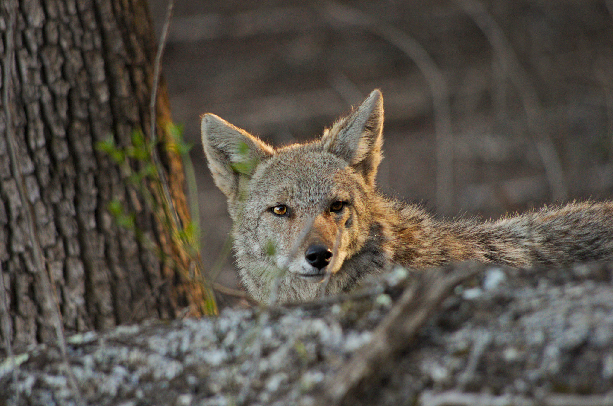 HD Pentax DA 55-300mm F4.0-5.8 ED WR sample photo. Coyote photography