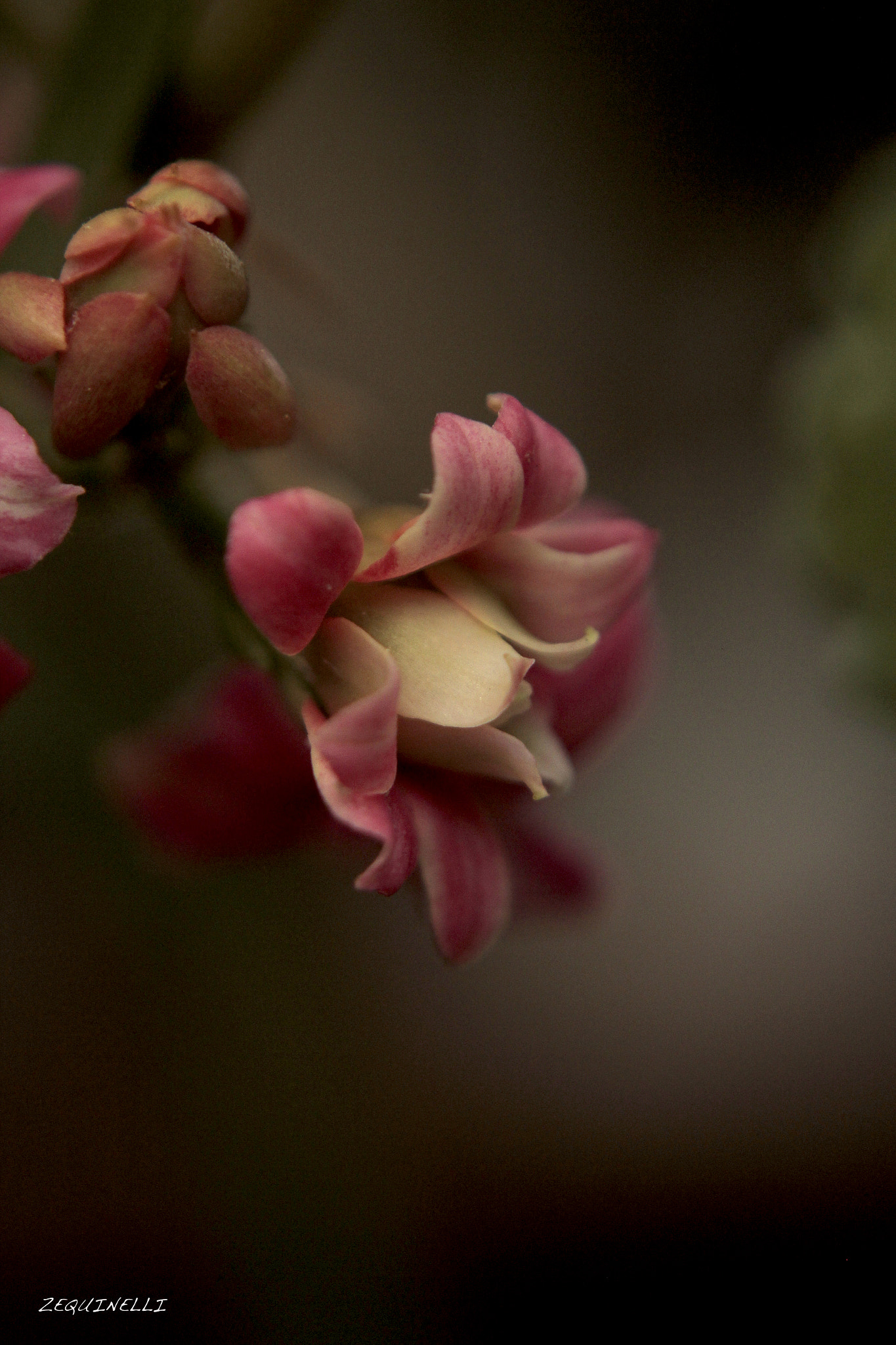Sigma 28-80mm f/3.5-5.6 II Macro sample photo. Grita photography
