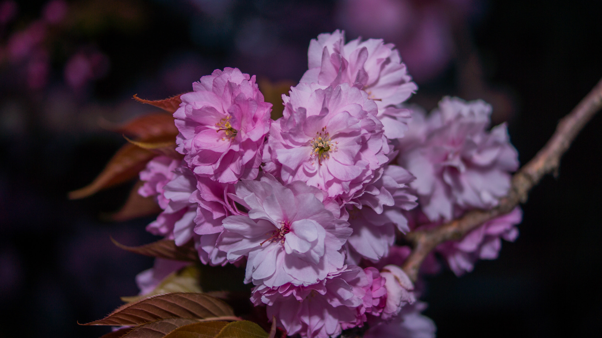 Sony SLT-A65 (SLT-A65V) + Sony DT 35mm F1.8 SAM sample photo. Pink flowers photography