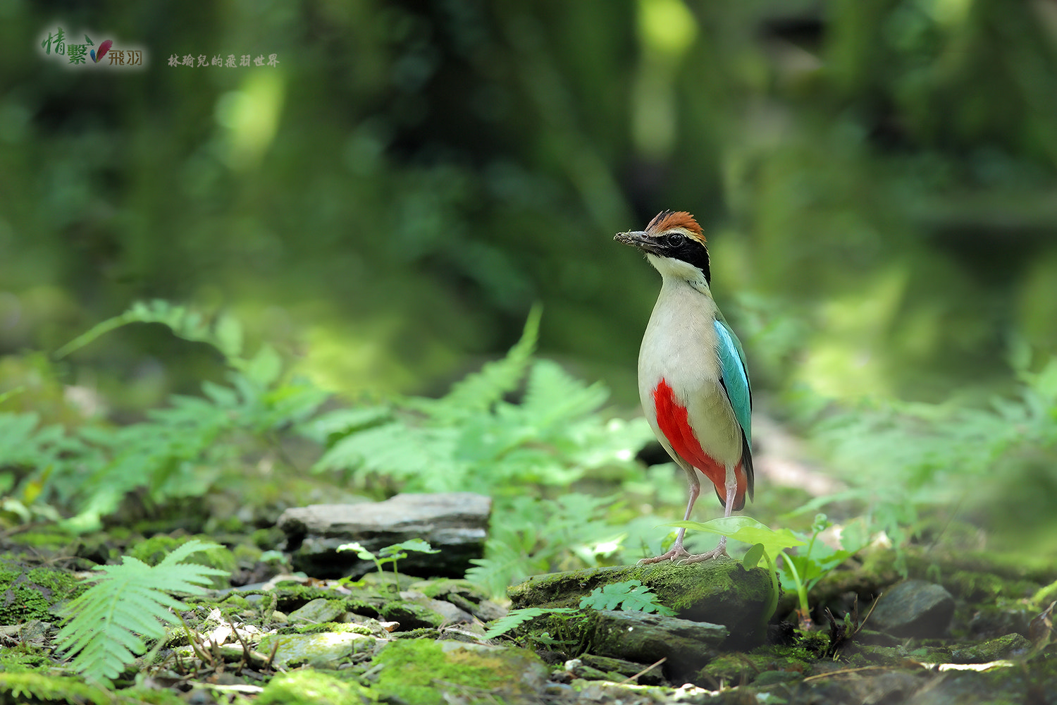 Canon EF 600mm F4L IS II USM sample photo. Ib3c1771-3.jpg photography