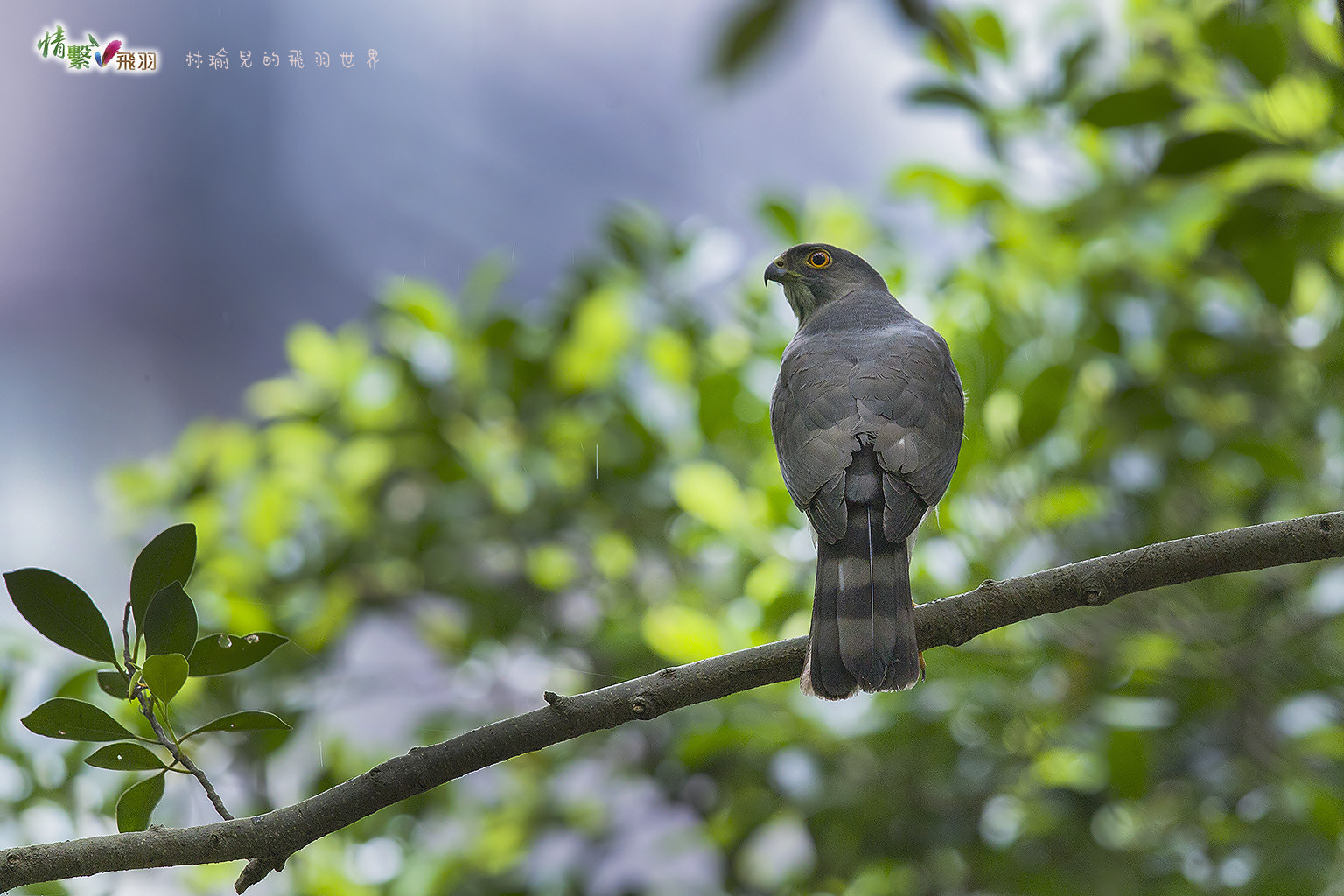 Canon EF 600mm F4L IS II USM sample photo. Ib3c2049-3.jpg photography