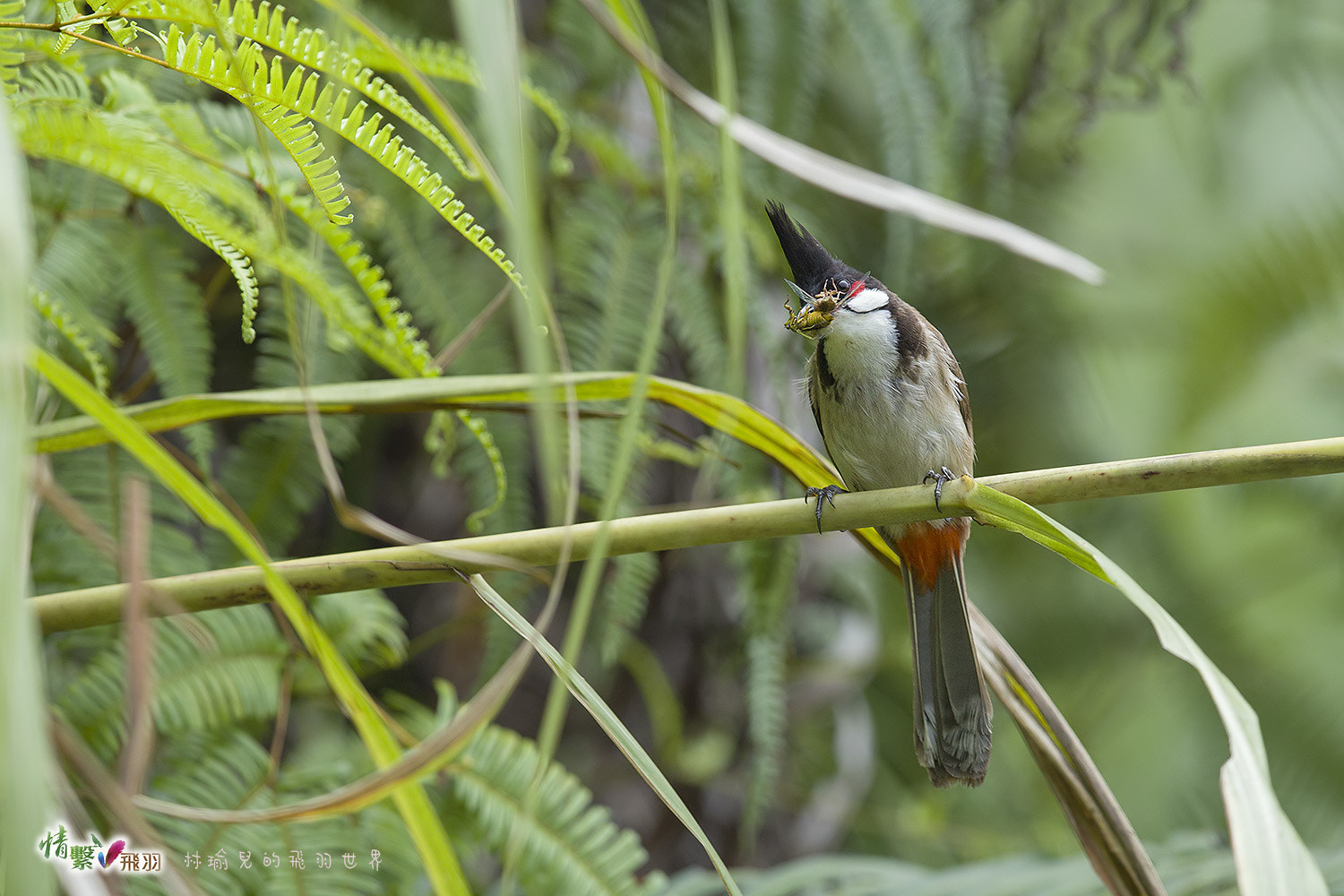 Canon EF 600mm F4L IS II USM sample photo. Ib3c2821-3.jpg photography