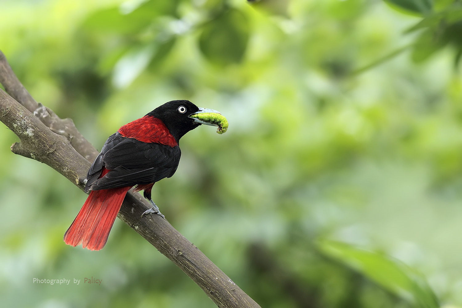 Canon EF 600mm F4L IS II USM sample photo. Ib3c3961-3.jpg photography