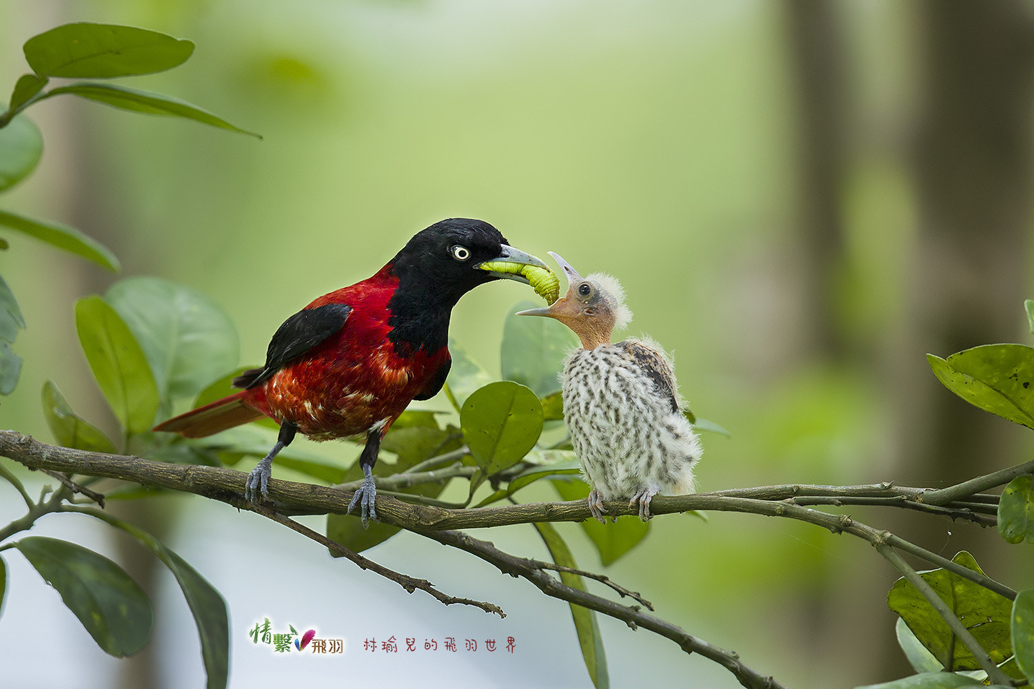 Canon EF 600mm F4L IS II USM sample photo. Ib3c3569-3.jpg photography