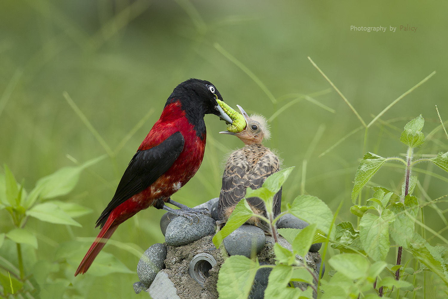 Canon EF 600mm F4L IS II USM sample photo. Ib3c4079-4.jpg photography