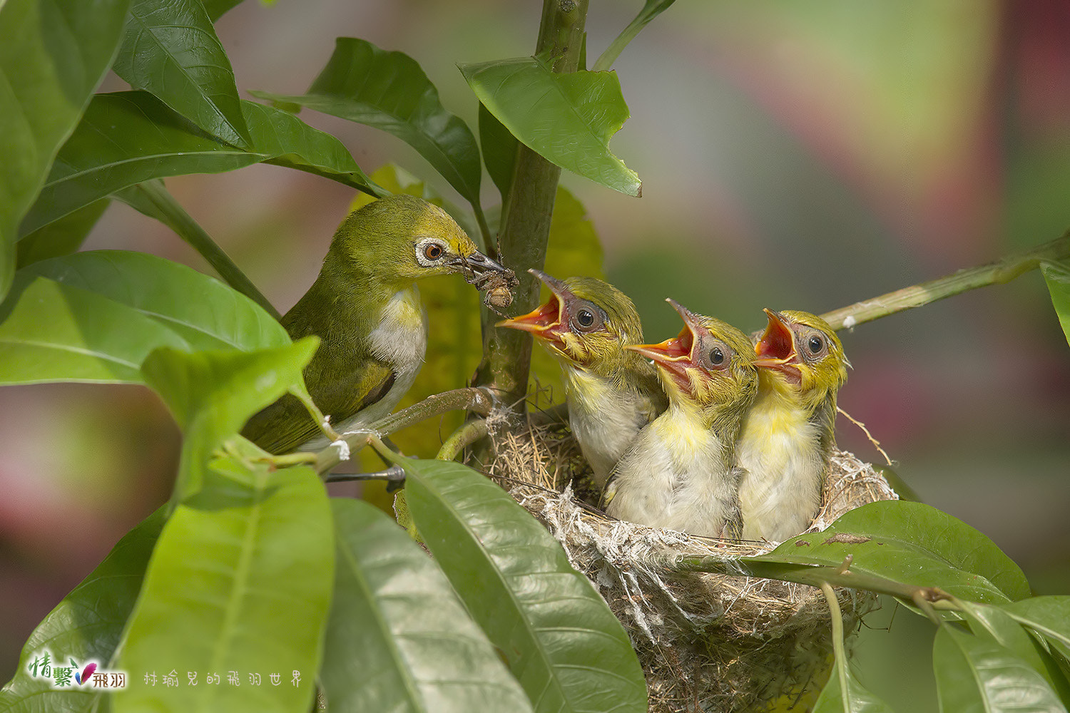 Canon EF 600mm F4L IS II USM sample photo. Ib3c5022-3.jpg photography