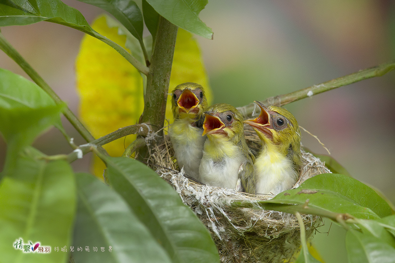 Canon EF 600mm F4L IS II USM sample photo. Ib3c5084-3.jpg photography