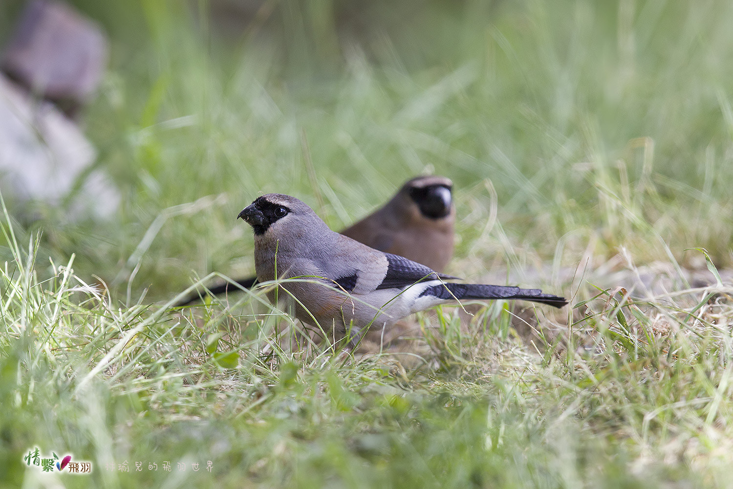 Canon EF 600mm F4L IS II USM sample photo. Ib3c8864-3.jpg photography
