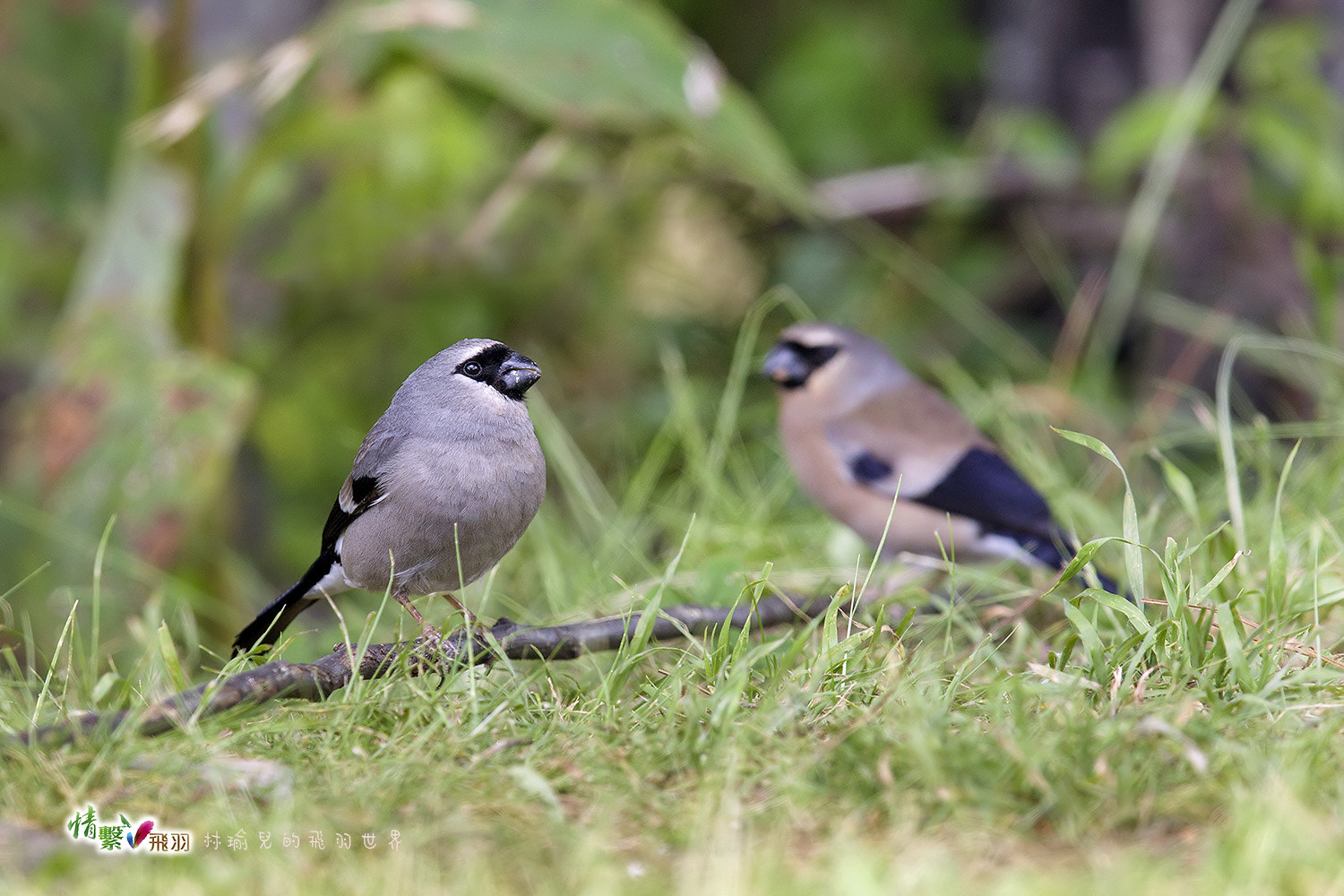 Canon EF 600mm F4L IS II USM sample photo. Ib3c9048-3.jpg photography