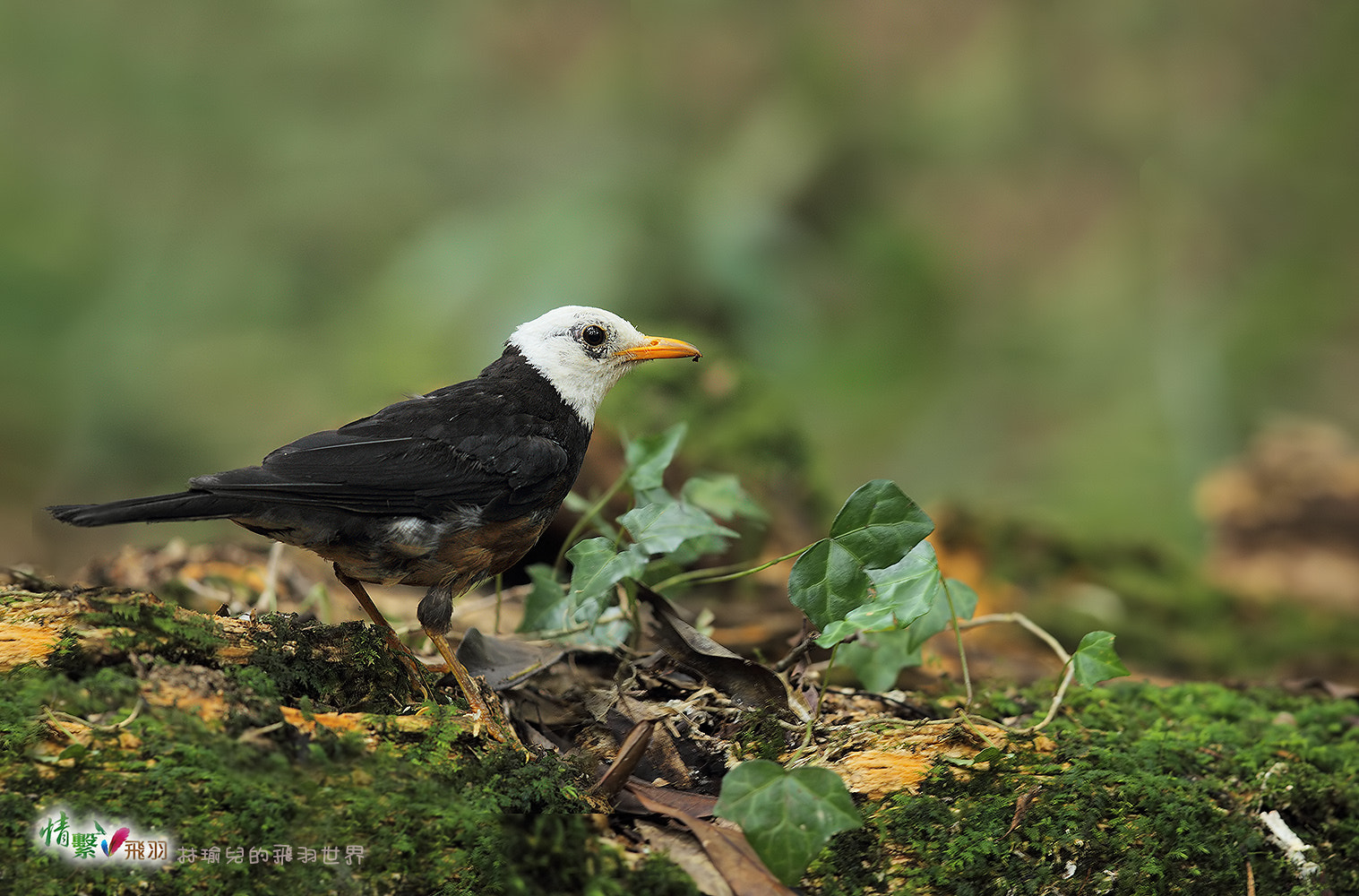 Canon EF 600mm F4L IS II USM sample photo. Ib3c8546-3.jpg photography