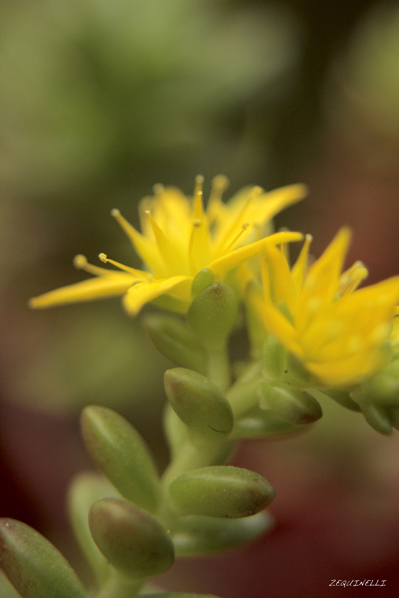 Sigma 28-80mm f/3.5-5.6 II Macro sample photo. Fortaleza photography