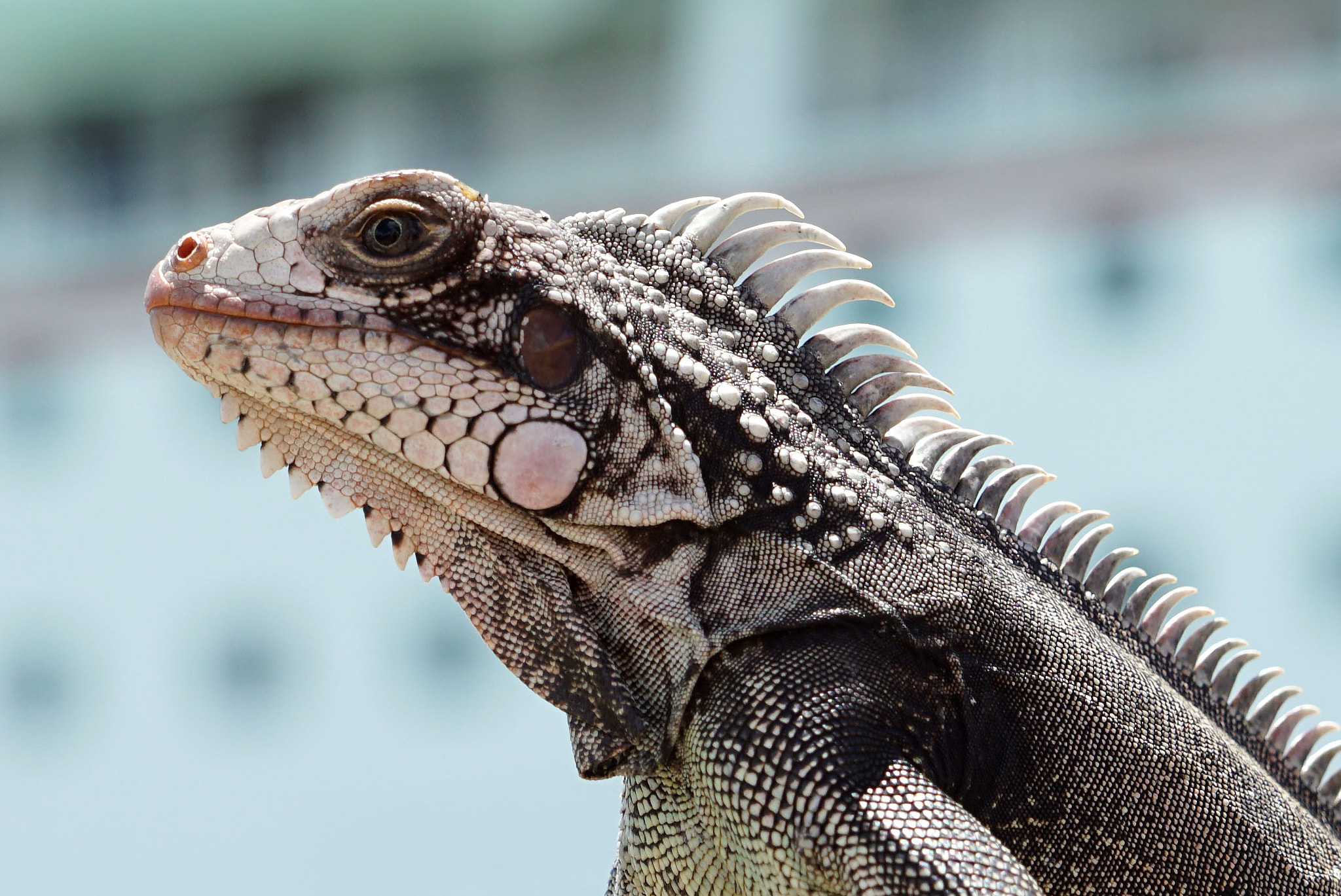 Sony ILCA-77M2 sample photo. Iguana in st thomas photography