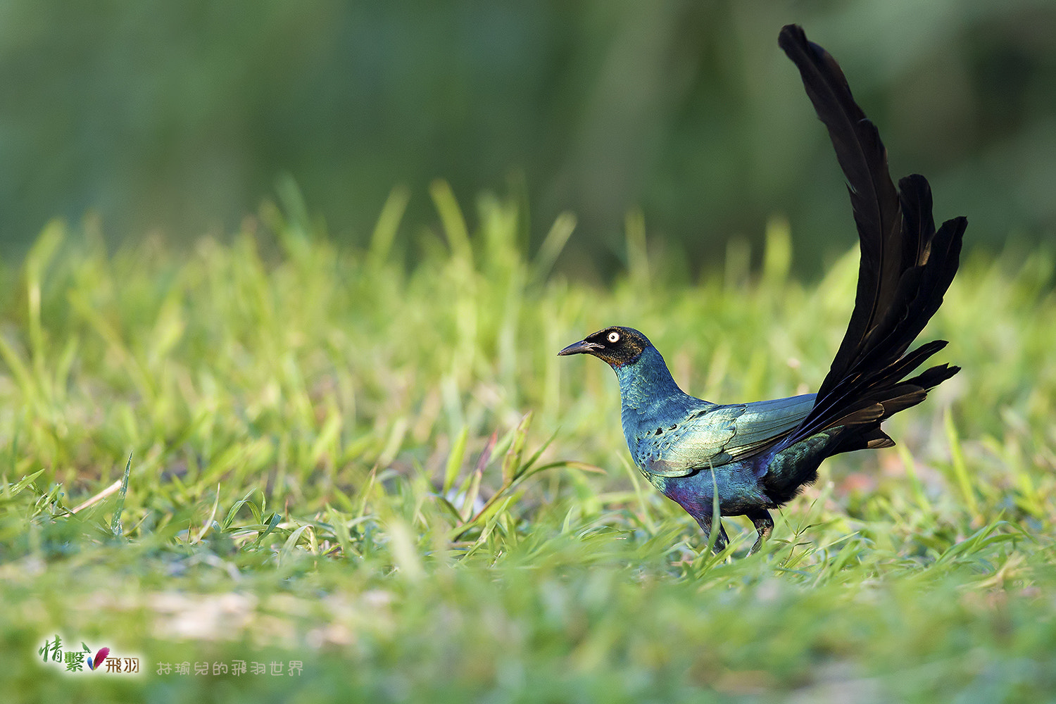 Canon EF 600mm F4L IS II USM sample photo. Ib3c9606-3.jpg photography