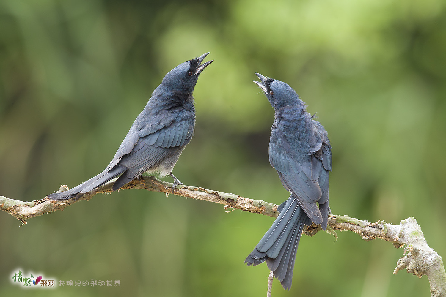 Canon EF 600mm F4L IS II USM sample photo. Ib3c9998-3.jpg photography