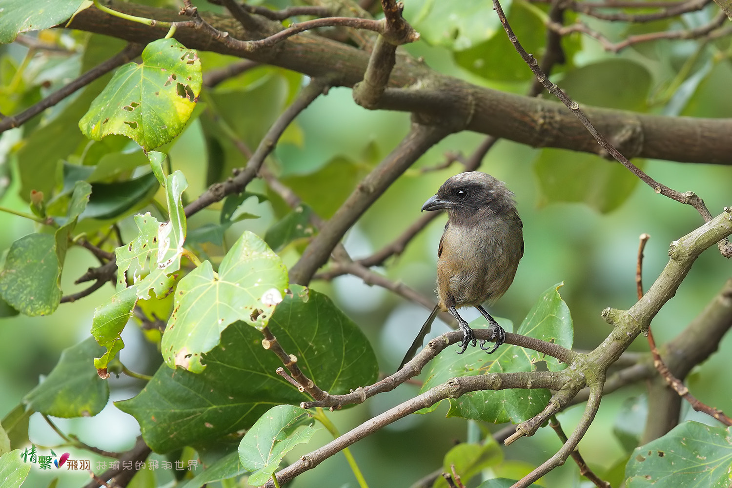 Canon EF 600mm F4L IS II USM sample photo. Ib3c0576-3.jpg photography